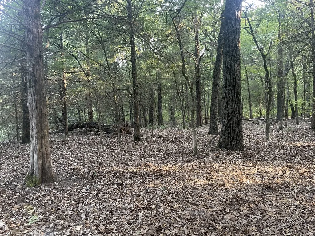 Wooded Area