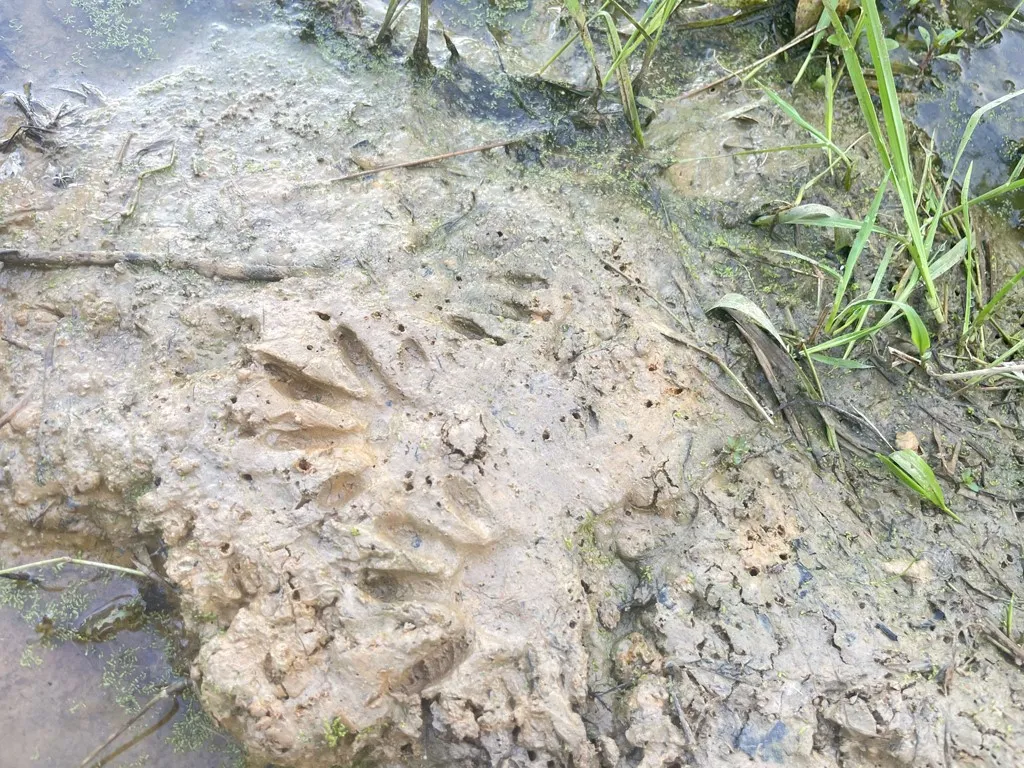 Animal Tracks