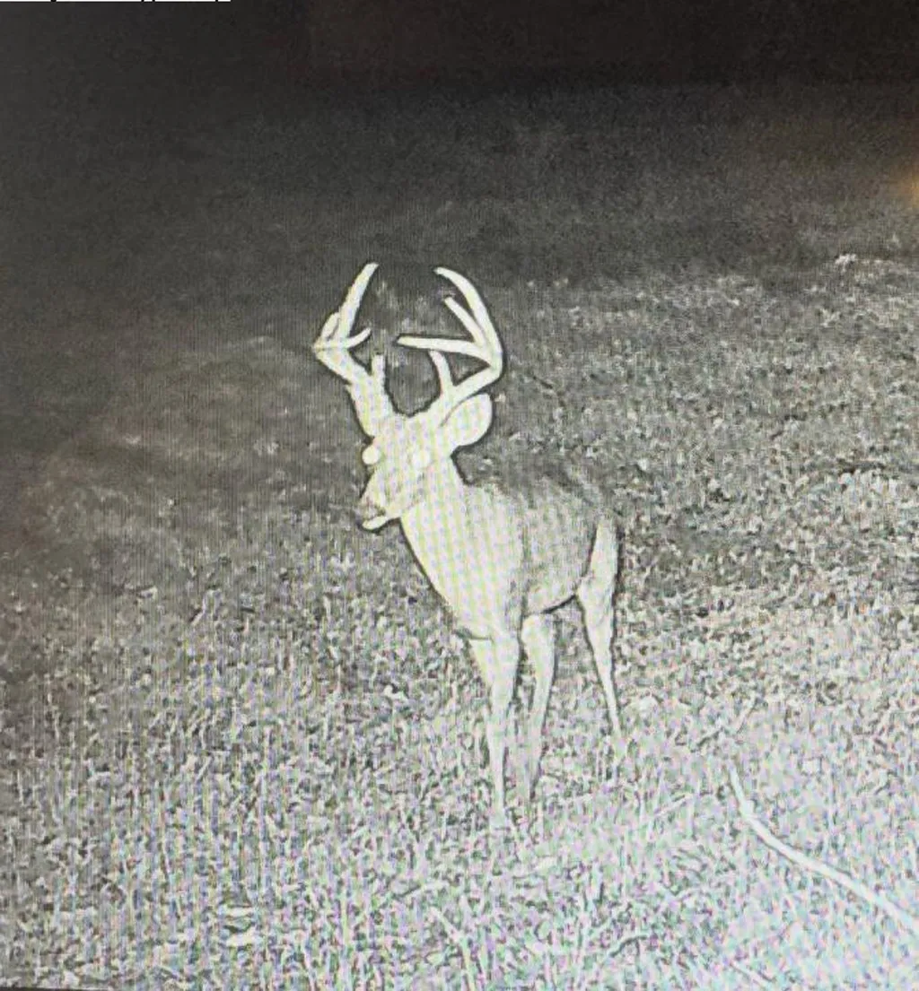 Deer