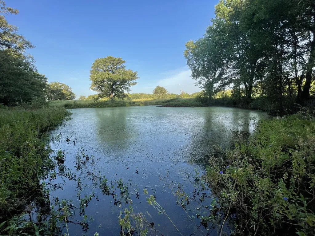 Pond