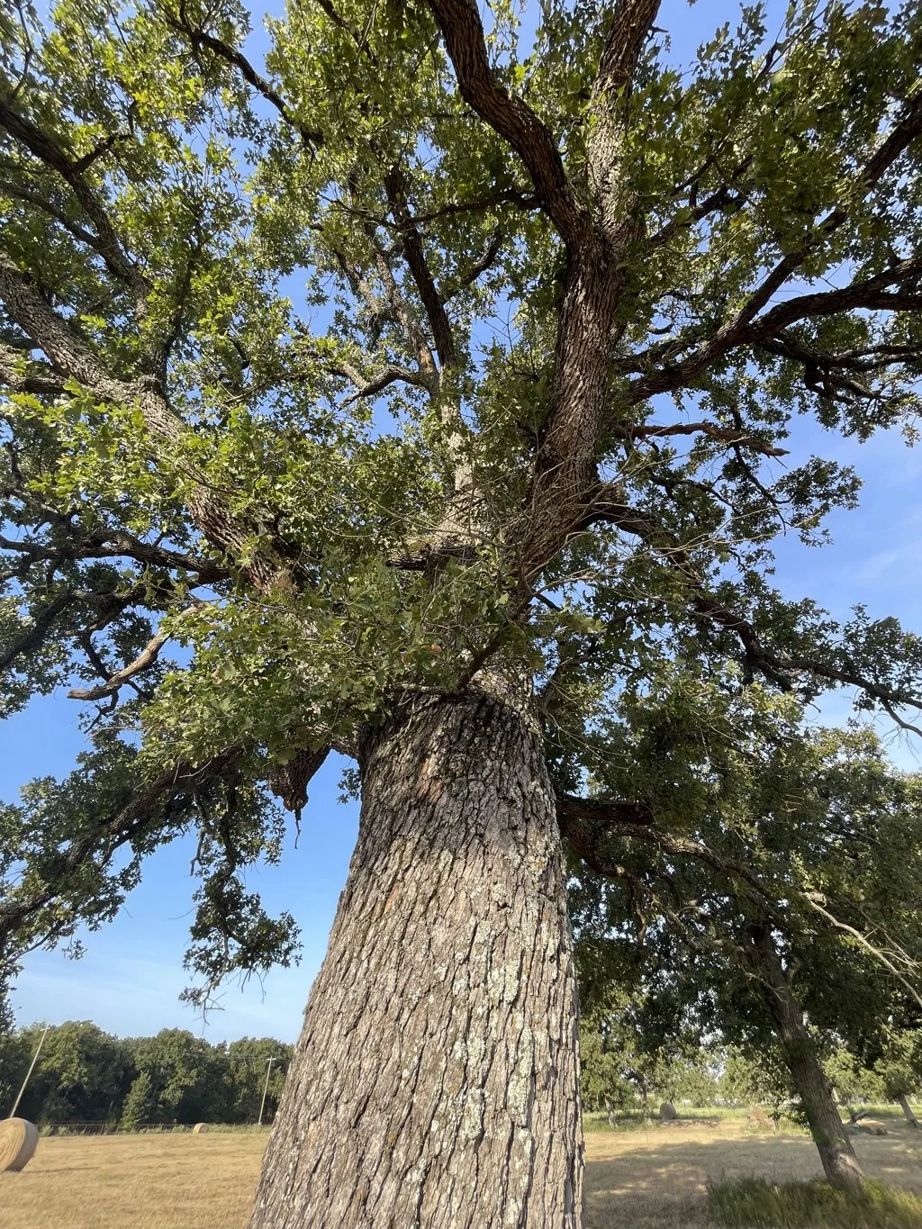 Oak Tree