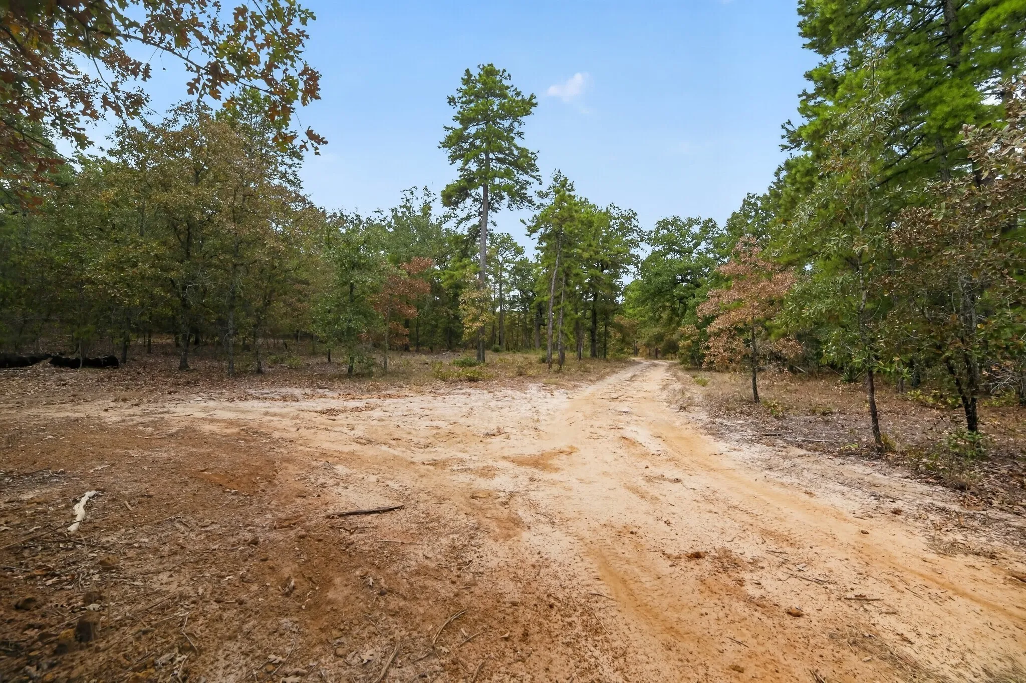 Ranch For Sale in Wood County , 4079 S Farm To Market 2869 Road, Hawkins, Texas 75765, 0, 0, Garage spaces, 0 Sqft, built in 0, mls#21370385, Real Estate Agent in Hawkins, Homes For Sale in Wood county, Homes For Sale in Hawkins, Realtor in Hawkins Texas, Real Estate Brokerage Independent Realty Texas, Luminita Cordes Realtor