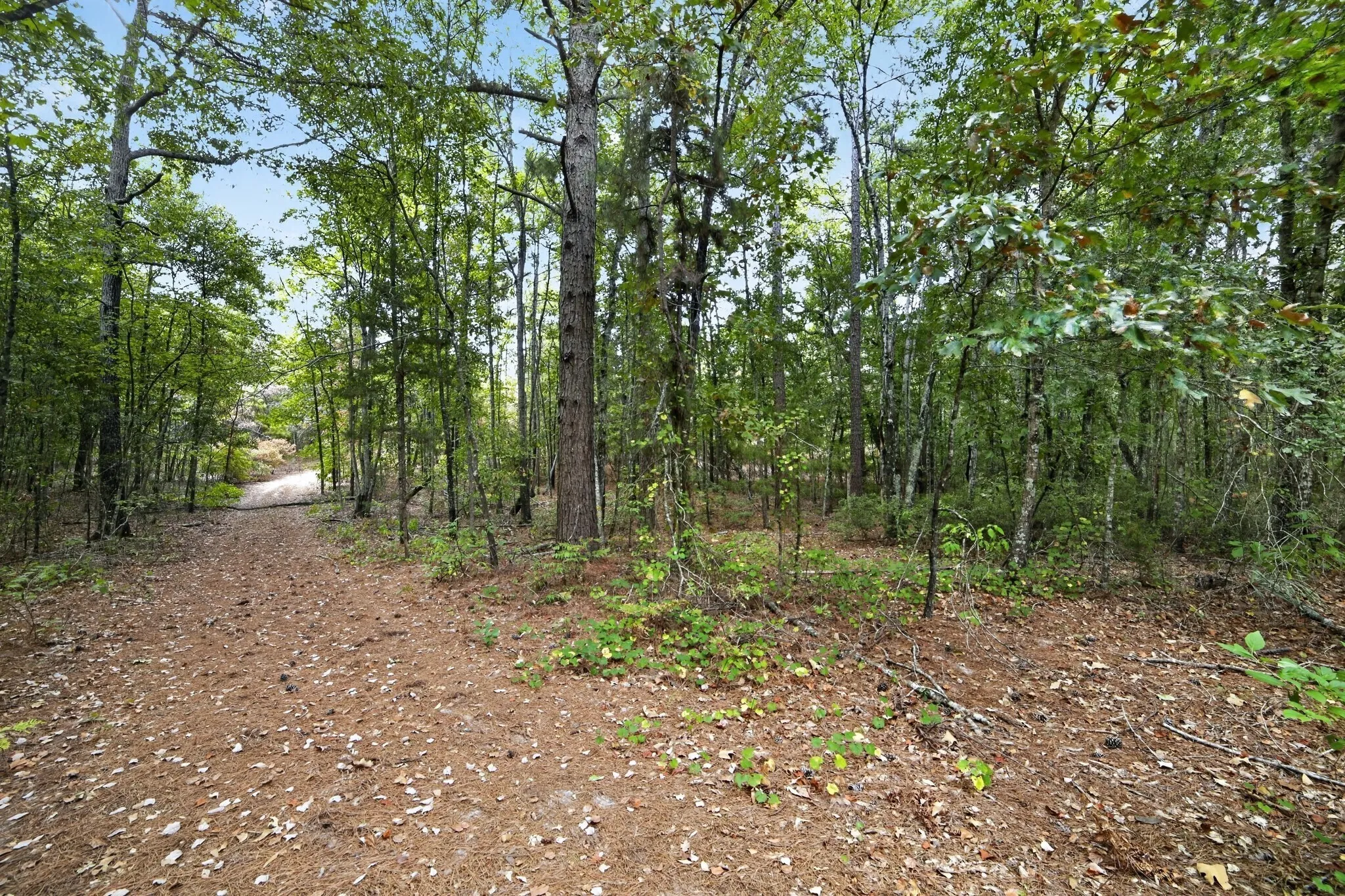 Ranch For Sale in Wood County , 4079 S Farm To Market 2869 Road, Hawkins, Texas 75765, 0, 0, Garage spaces, 0 Sqft, built in 0, mls#21370385, Real Estate Agent in Hawkins, Homes For Sale in Wood county, Homes For Sale in Hawkins, Realtor in Hawkins Texas, Real Estate Brokerage Independent Realty Texas, Luminita Cordes Realtor