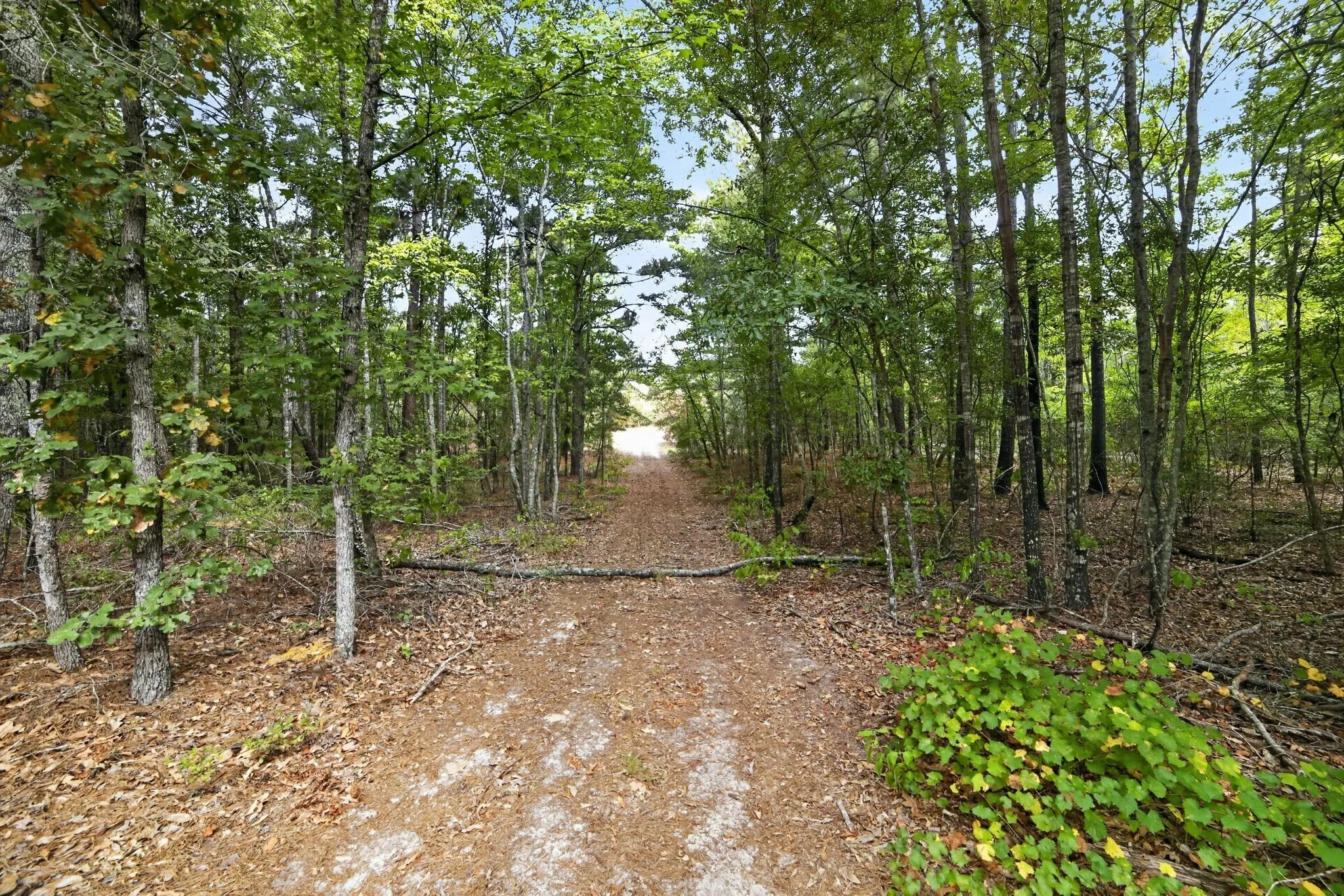 Ranch For Sale in Wood County , 4079 S Farm To Market 2869 Road, Hawkins, Texas 75765, 0, 0, Garage spaces, 0 Sqft, built in 0, mls#21370385, Real Estate Agent in Hawkins, Homes For Sale in Wood county, Homes For Sale in Hawkins, Realtor in Hawkins Texas, Real Estate Brokerage Independent Realty Texas, Luminita Cordes Realtor