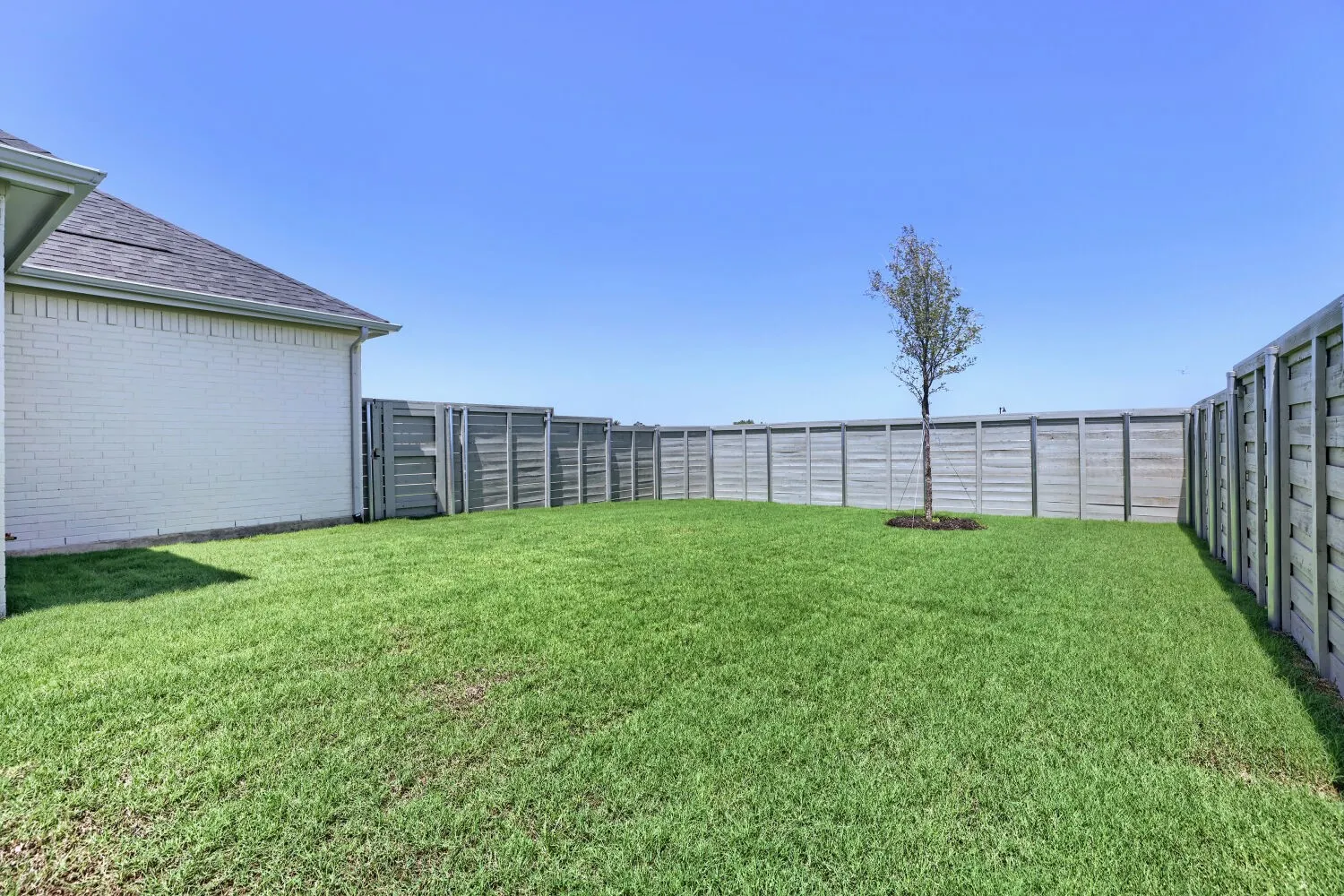 Expansive grass lawn with a full privacy fence and a young tree