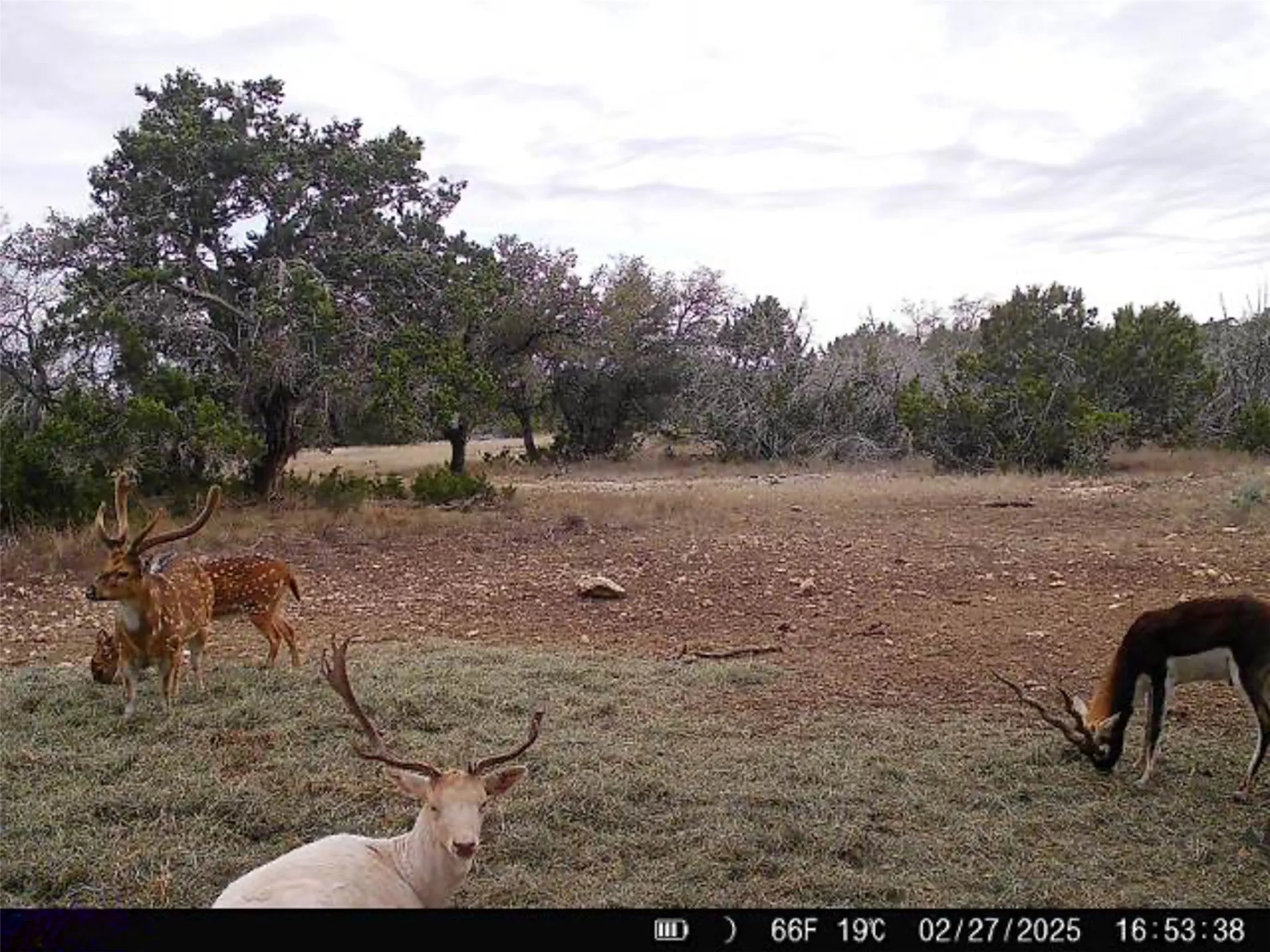 Ranch For Sale in Kerr County , 190 Pvt Rd 3019 NW, Mountain Home, Texas 76849, 0, 0, Garage spaces, 0 Sqft, built in 0, mls#21370562, Real Estate Agent in Mountain Home, Homes For Sale in Kerr county, Homes For Sale in Mountain Home, Realtor in Mountain Home Texas, Real Estate Brokerage Independent Realty Texas, Luminita Cordes Realtor