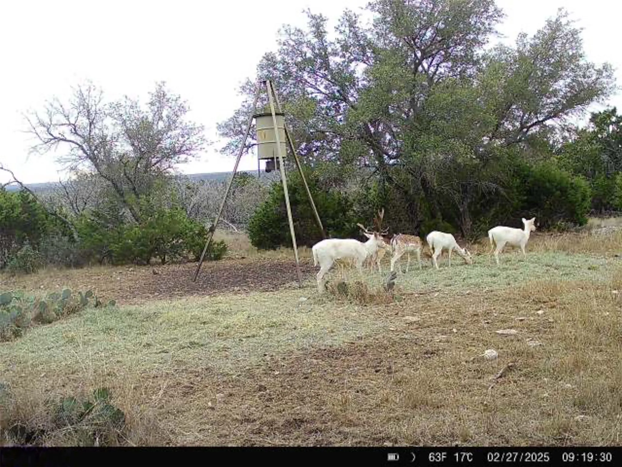 Ranch For Sale in Kerr County , 190 Pvt Rd 3019 NW, Mountain Home, Texas 76849, 0, 0, Garage spaces, 0 Sqft, built in 0, mls#21370562, Real Estate Agent in Mountain Home, Homes For Sale in Kerr county, Homes For Sale in Mountain Home, Realtor in Mountain Home Texas, Real Estate Brokerage Independent Realty Texas, Luminita Cordes Realtor