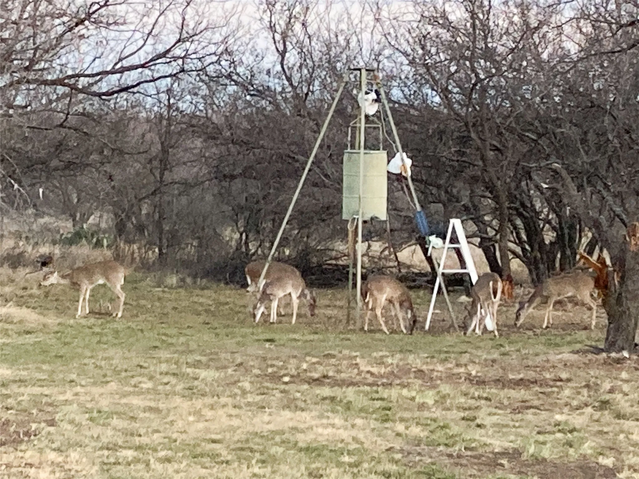 Ranch For Sale in Callahan County , 10674 County Road 312, Moran, Texas 76464, 0, 0, Garage spaces, 0 Sqft, built in 0, mls#21368128, Real Estate Agent in Moran, Homes For Sale in Callahan county, Homes For Sale in Moran, Realtor in Moran Texas, Real Estate Brokerage Independent Realty Texas, Luminita Cordes Realtor