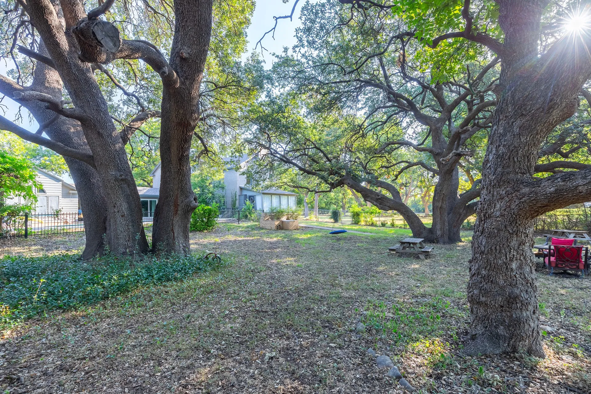 Backyard Oak Spot