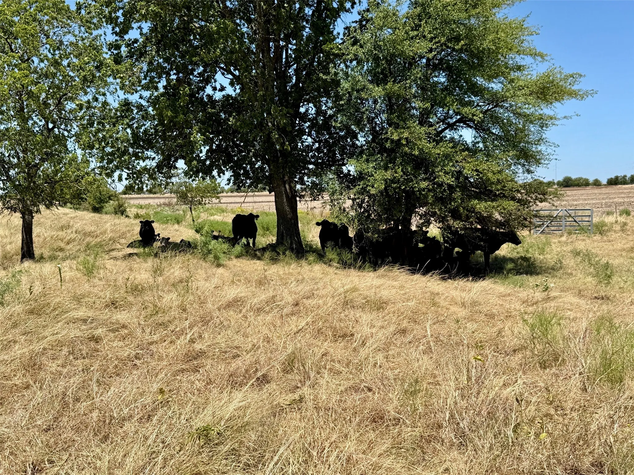 Farm For Sale in Hamilton County , 8001 Fm 932, Hamilton, Texas 76531, 2 Bedroom, 2 Bathroom, Garage spaces, 1,380 Sqft, built in 1930, mls#21370739, Real Estate Agent in Hamilton, Homes For Sale in Hamilton county, Homes For Sale in Hamilton, Realtor in Hamilton Texas, Real Estate Brokerage Independent Realty Texas, Luminita Cordes Realtor