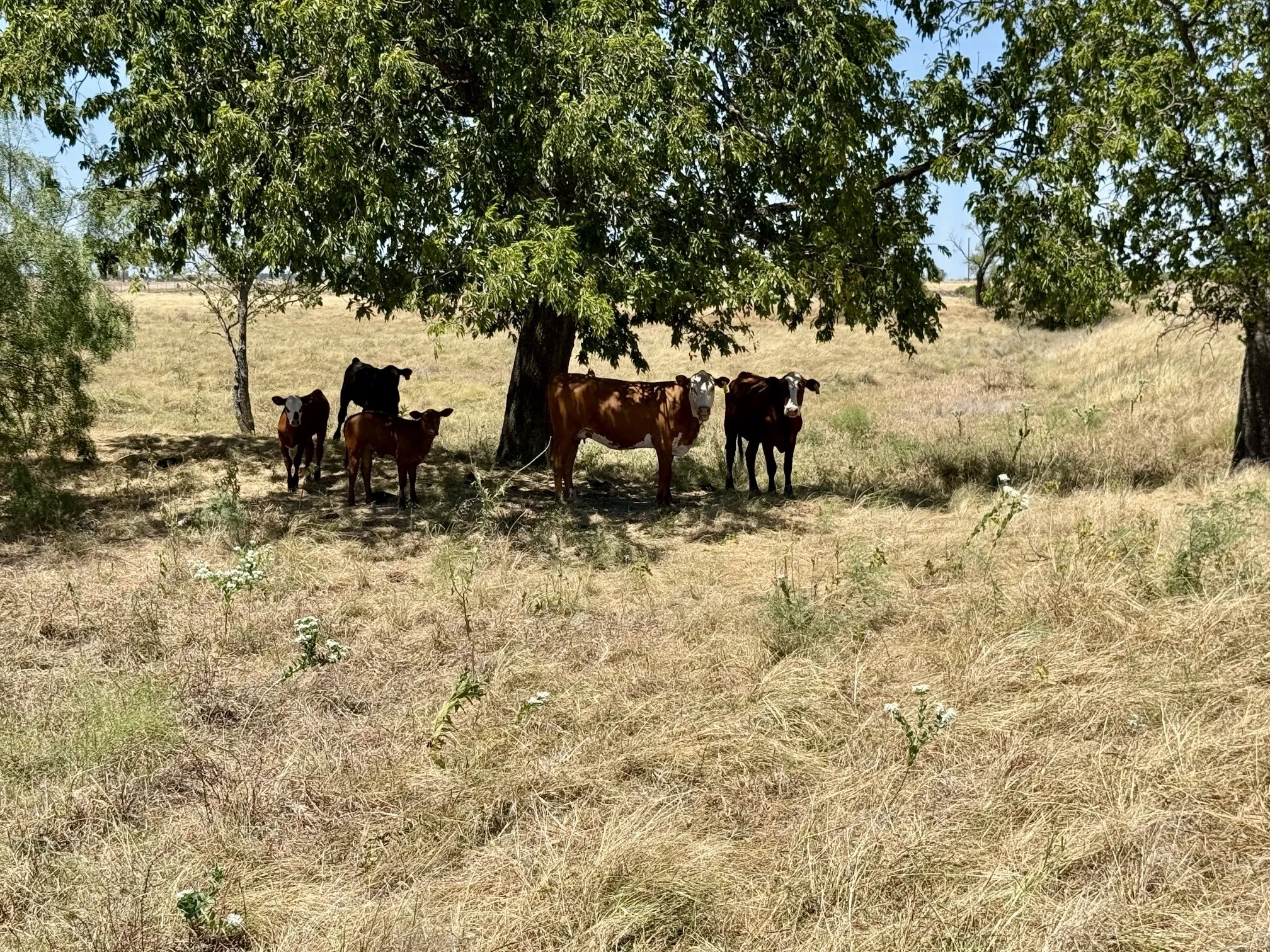Ranch For Sale in Hamilton County , TBD 147ac Fm 932, Hamilton, Texas 76531, 0, 0, Garage spaces, 0 Sqft, built in 0, mls#21370765, Real Estate Agent in Hamilton, Homes For Sale in Hamilton county, Homes For Sale in Hamilton, Realtor in Hamilton Texas, Real Estate Brokerage Independent Realty Texas, Luminita Cordes Realtor