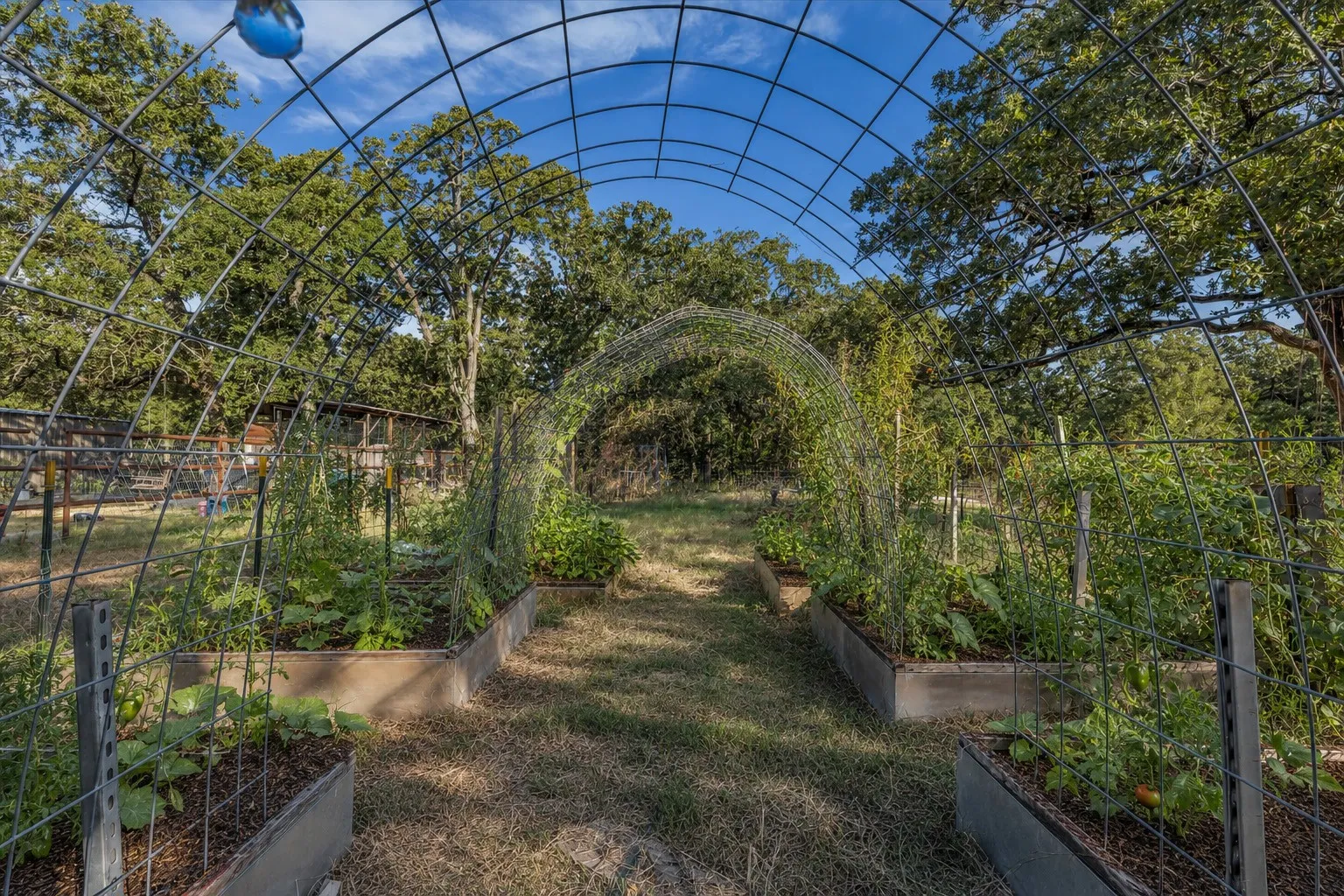 Arched metal trellises over a pathway, flanked by two raised garden beds