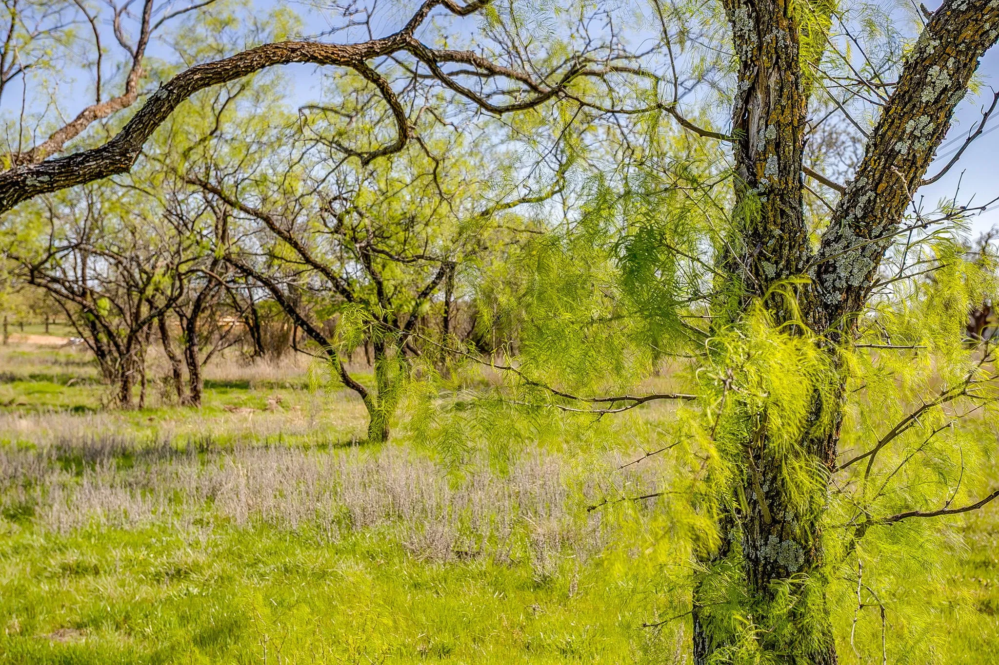 Unimproved Land For Sale in Parker County , 113 Dan Russell Bend, Weatherford, Texas 76087, 0, 0, Garage spaces, 0 Sqft, built in 0, mls#21370737, Real Estate Agent in Weatherford, Homes For Sale in Parker county, Homes For Sale in Weatherford, Realtor in Weatherford Texas, Real Estate Brokerage Independent Realty Texas, Luminita Cordes Realtor