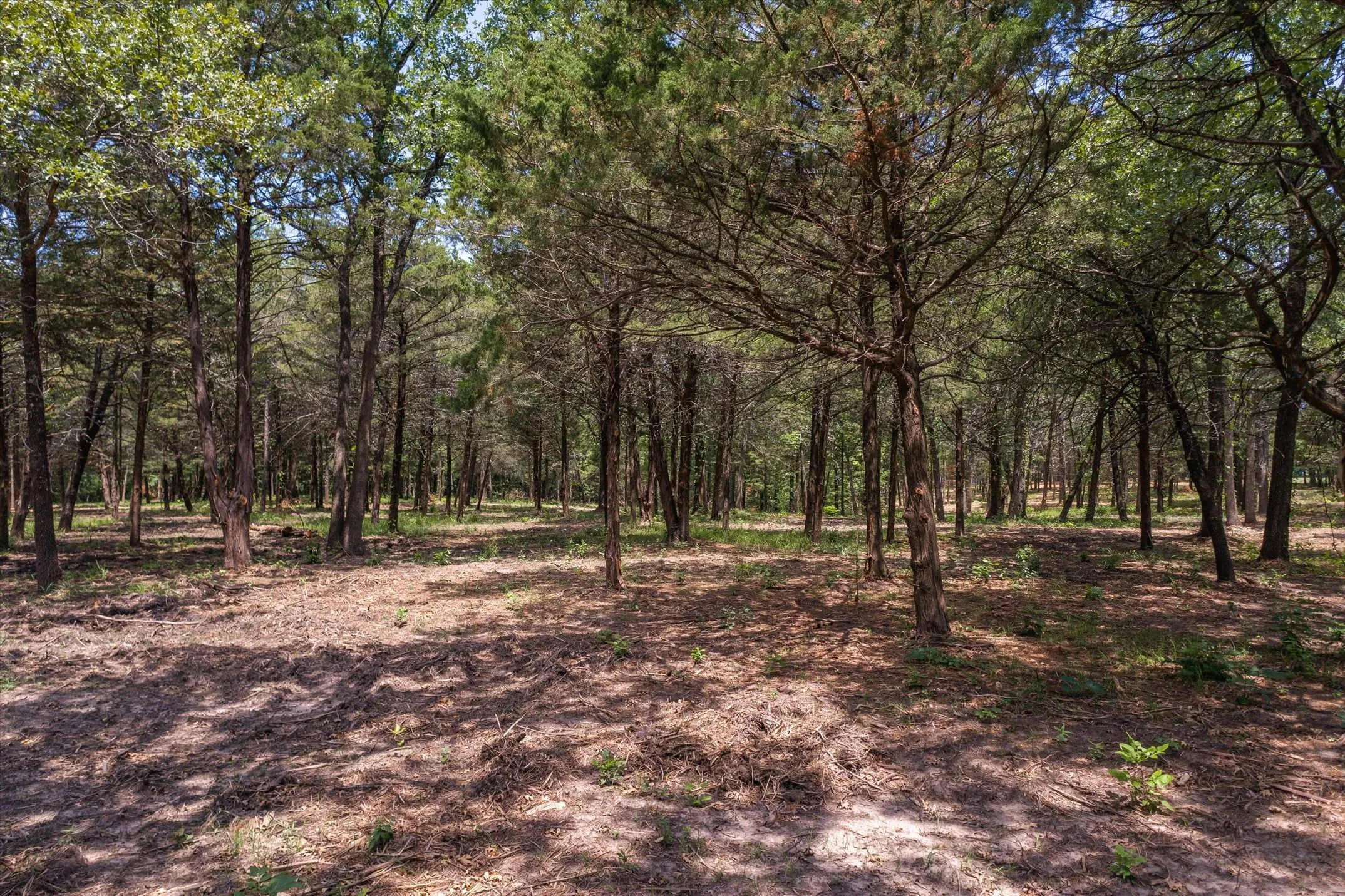 Unimproved Land For Sale in Hunt County , 4423 County Road 3706, Wills Point, Texas 75169, 0, 0, Garage spaces, 0 Sqft, built in 0, mls#21370958, Real Estate Agent in Wills Point, Homes For Sale in Hunt county, Homes For Sale in Wills Point, Realtor in Wills Point Texas, Real Estate Brokerage Independent Realty Texas, Luminita Cordes Realtor