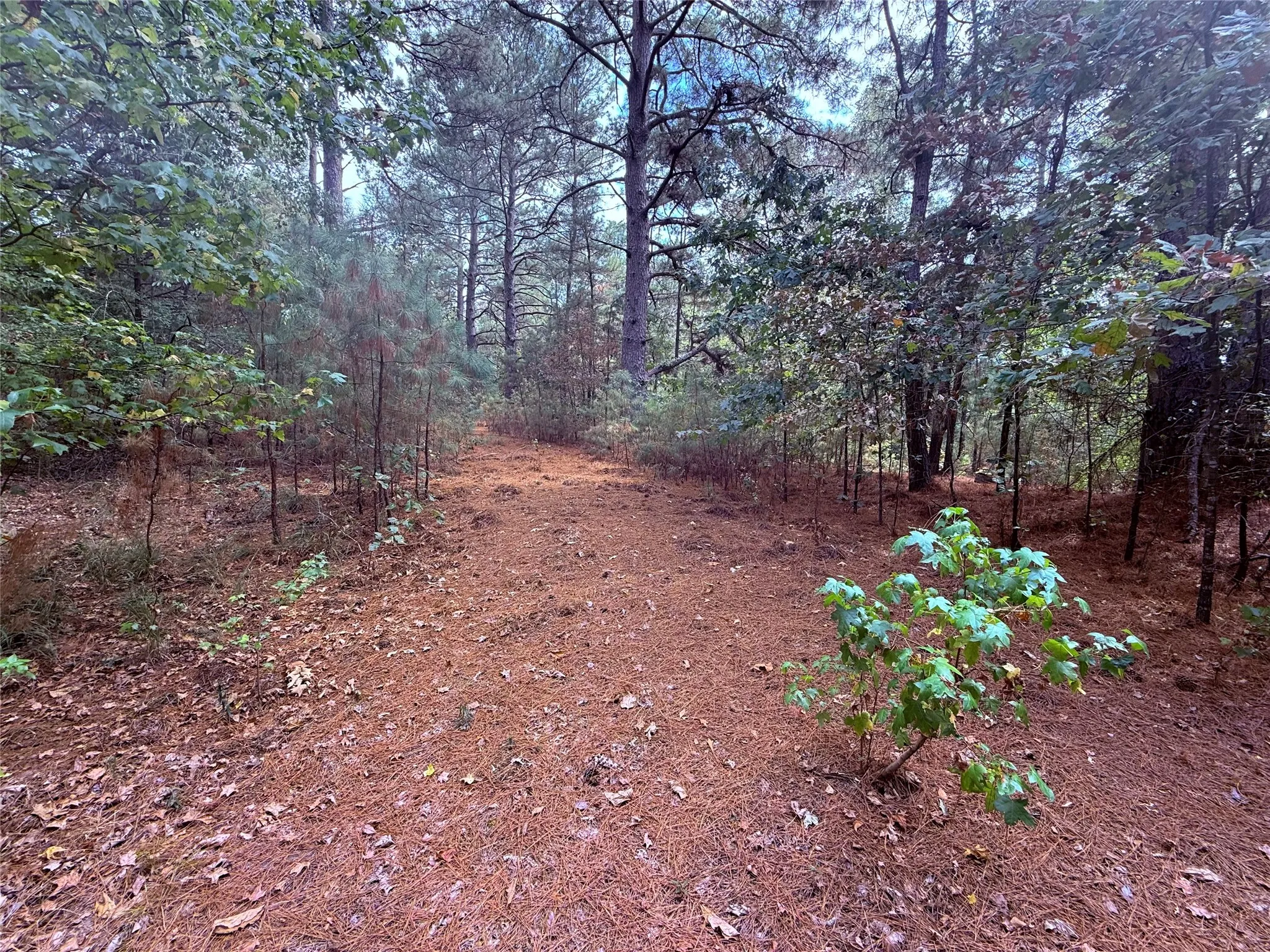 Unimproved Land For Sale in Wood County , TBD FM 312, Winnsboro, Texas 75494, 0, 0, Garage spaces, 0 Sqft, built in 0, mls#21370905, Real Estate Agent in Winnsboro, Homes For Sale in Wood county, Homes For Sale in Winnsboro, Realtor in Winnsboro Texas, Real Estate Brokerage Independent Realty Texas, Luminita Cordes Realtor