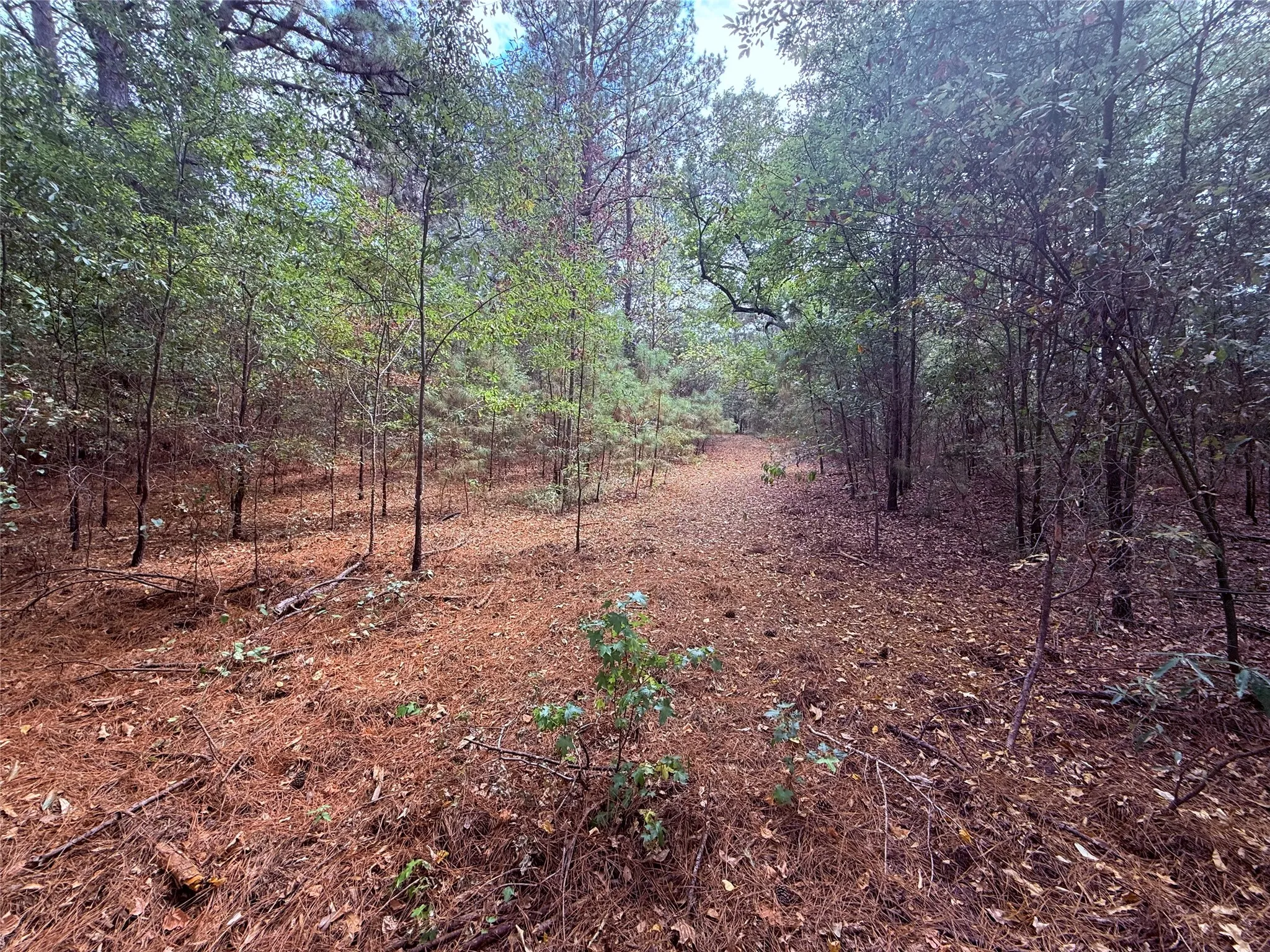 Unimproved Land For Sale in Wood County , TBD FM 312, Winnsboro, Texas 75494, 0, 0, Garage spaces, 0 Sqft, built in 0, mls#21370905, Real Estate Agent in Winnsboro, Homes For Sale in Wood county, Homes For Sale in Winnsboro, Realtor in Winnsboro Texas, Real Estate Brokerage Independent Realty Texas, Luminita Cordes Realtor