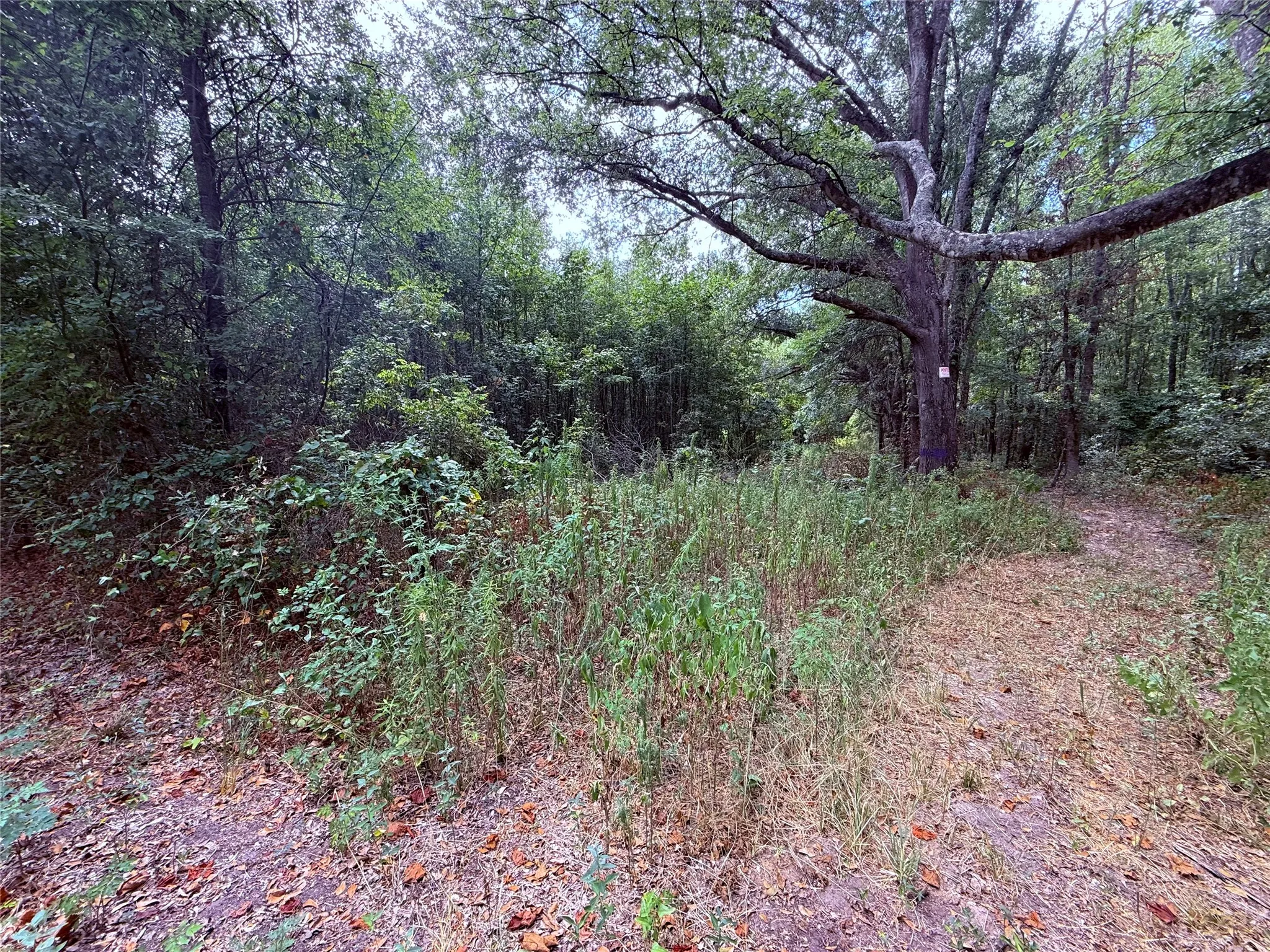 Unimproved Land For Sale in Wood County , TBD FM 312, Winnsboro, Texas 75494, 0, 0, Garage spaces, 0 Sqft, built in 0, mls#21370905, Real Estate Agent in Winnsboro, Homes For Sale in Wood county, Homes For Sale in Winnsboro, Realtor in Winnsboro Texas, Real Estate Brokerage Independent Realty Texas, Luminita Cordes Realtor