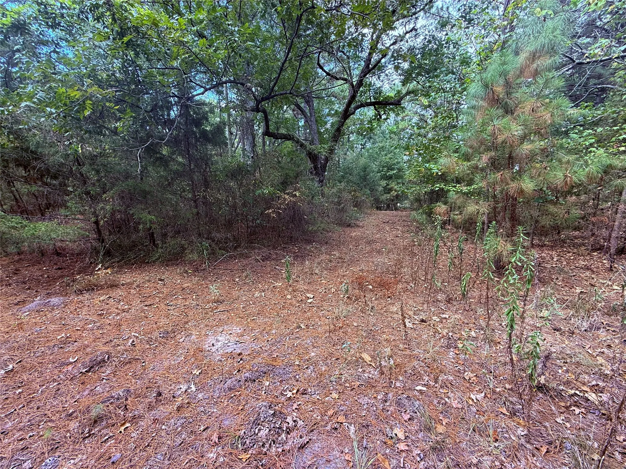 Unimproved Land For Sale in Wood County , TBD FM 312, Winnsboro, Texas 75494, 0, 0, Garage spaces, 0 Sqft, built in 0, mls#21370905, Real Estate Agent in Winnsboro, Homes For Sale in Wood county, Homes For Sale in Winnsboro, Realtor in Winnsboro Texas, Real Estate Brokerage Independent Realty Texas, Luminita Cordes Realtor