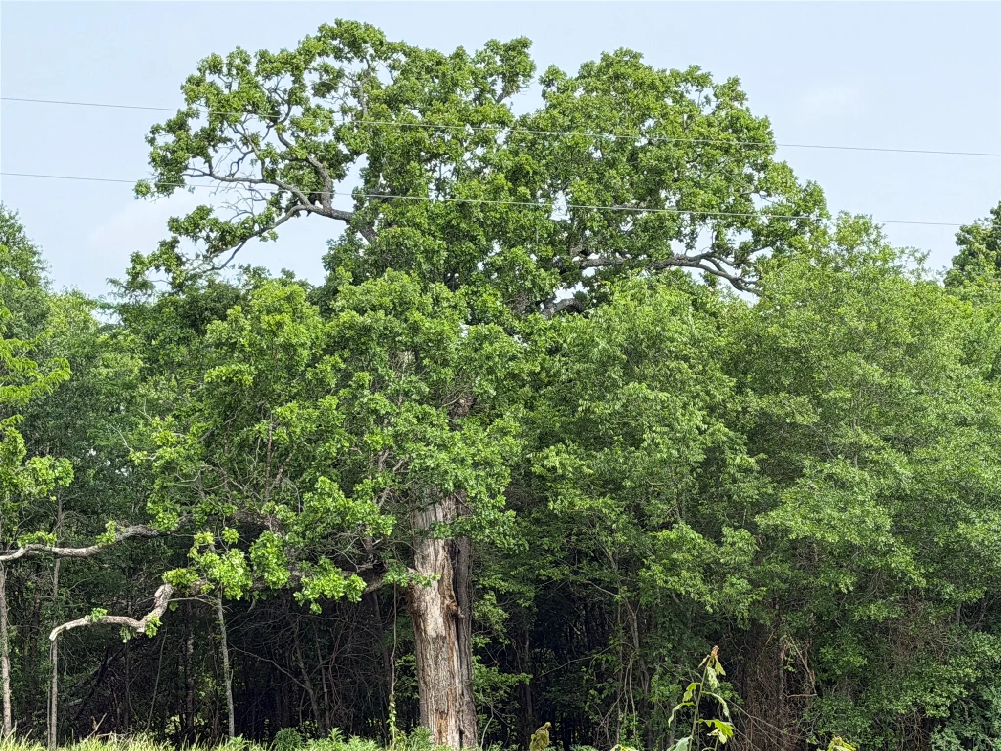 Unimproved Land For Sale in Hopkins County , TBD County Road 1130, Cumby, Texas 75453, 0, 0, Garage spaces, 0 Sqft, built in 0, mls#21371007, Real Estate Agent in Cumby, Homes For Sale in Hopkins county, Homes For Sale in Cumby, Realtor in Cumby Texas, Real Estate Brokerage Independent Realty Texas, Luminita Cordes Realtor