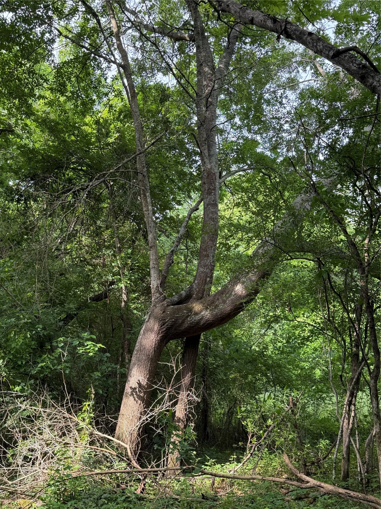 Unimproved Land For Sale in Hopkins County , TBD County Road 1130, Cumby, Texas 75453, 0, 0, Garage spaces, 0 Sqft, built in 0, mls#21371007, Real Estate Agent in Cumby, Homes For Sale in Hopkins county, Homes For Sale in Cumby, Realtor in Cumby Texas, Real Estate Brokerage Independent Realty Texas, Luminita Cordes Realtor