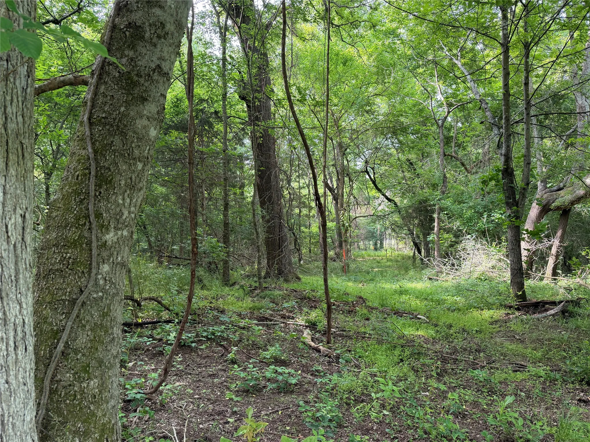 Unimproved Land For Sale in Hopkins County , TBD County Road 1130, Cumby, Texas 75453, 0, 0, Garage spaces, 0 Sqft, built in 0, mls#21371007, Real Estate Agent in Cumby, Homes For Sale in Hopkins county, Homes For Sale in Cumby, Realtor in Cumby Texas, Real Estate Brokerage Independent Realty Texas, Luminita Cordes Realtor