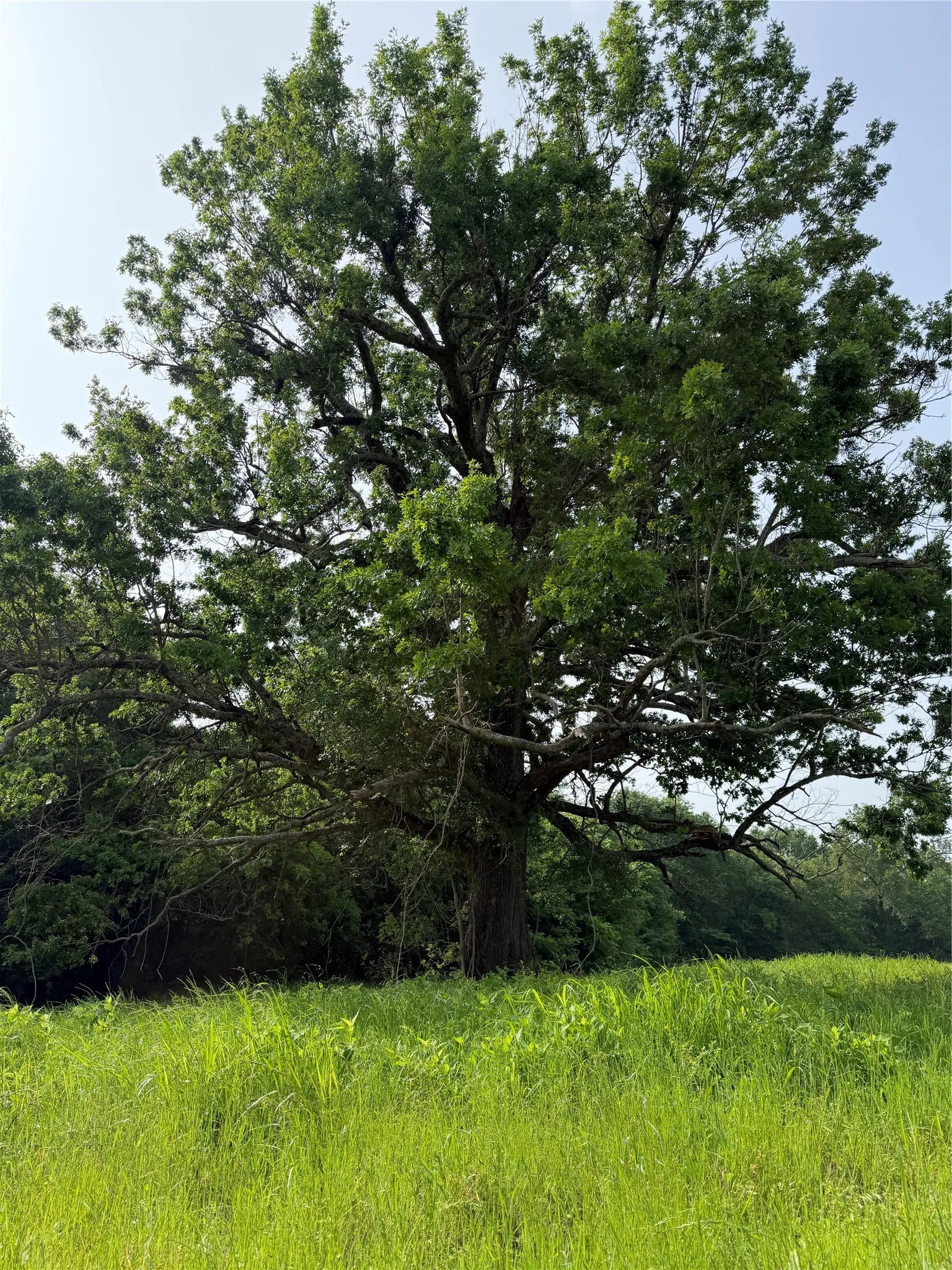 Unimproved Land For Sale in Hopkins County , TBD County Road 1130, Cumby, Texas 75453, 0, 0, Garage spaces, 0 Sqft, built in 0, mls#21371007, Real Estate Agent in Cumby, Homes For Sale in Hopkins county, Homes For Sale in Cumby, Realtor in Cumby Texas, Real Estate Brokerage Independent Realty Texas, Luminita Cordes Realtor