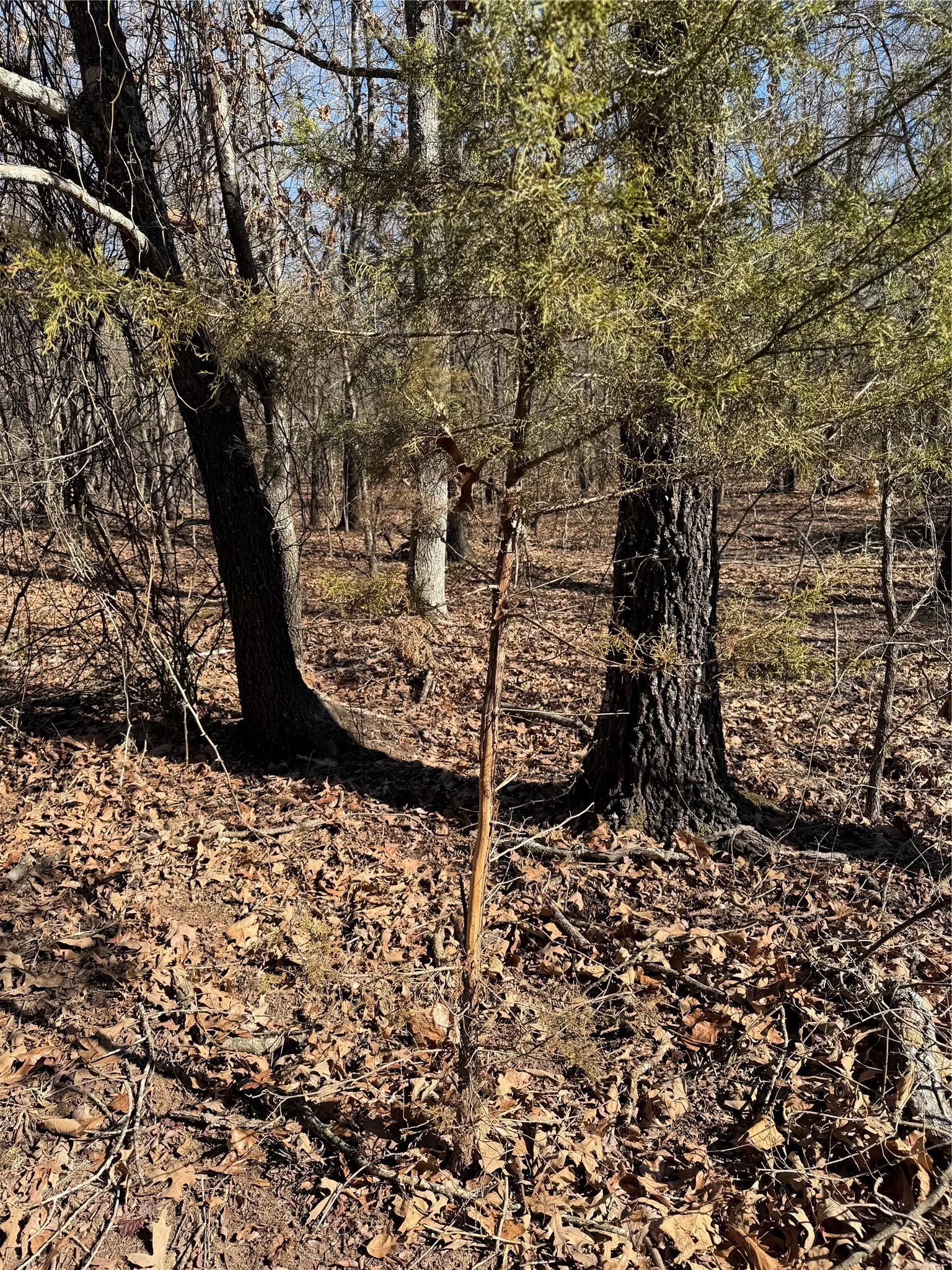 Improved Land For Sale in Lamar County , 3055 FM 194, Blossom, Texas 75416, 0, 0, Garage spaces, 0 Sqft, built in 0, mls#21371076, Real Estate Agent in Blossom, Homes For Sale in Lamar county, Homes For Sale in Blossom, Realtor in Blossom Texas, Real Estate Brokerage Independent Realty Texas, Luminita Cordes Realtor