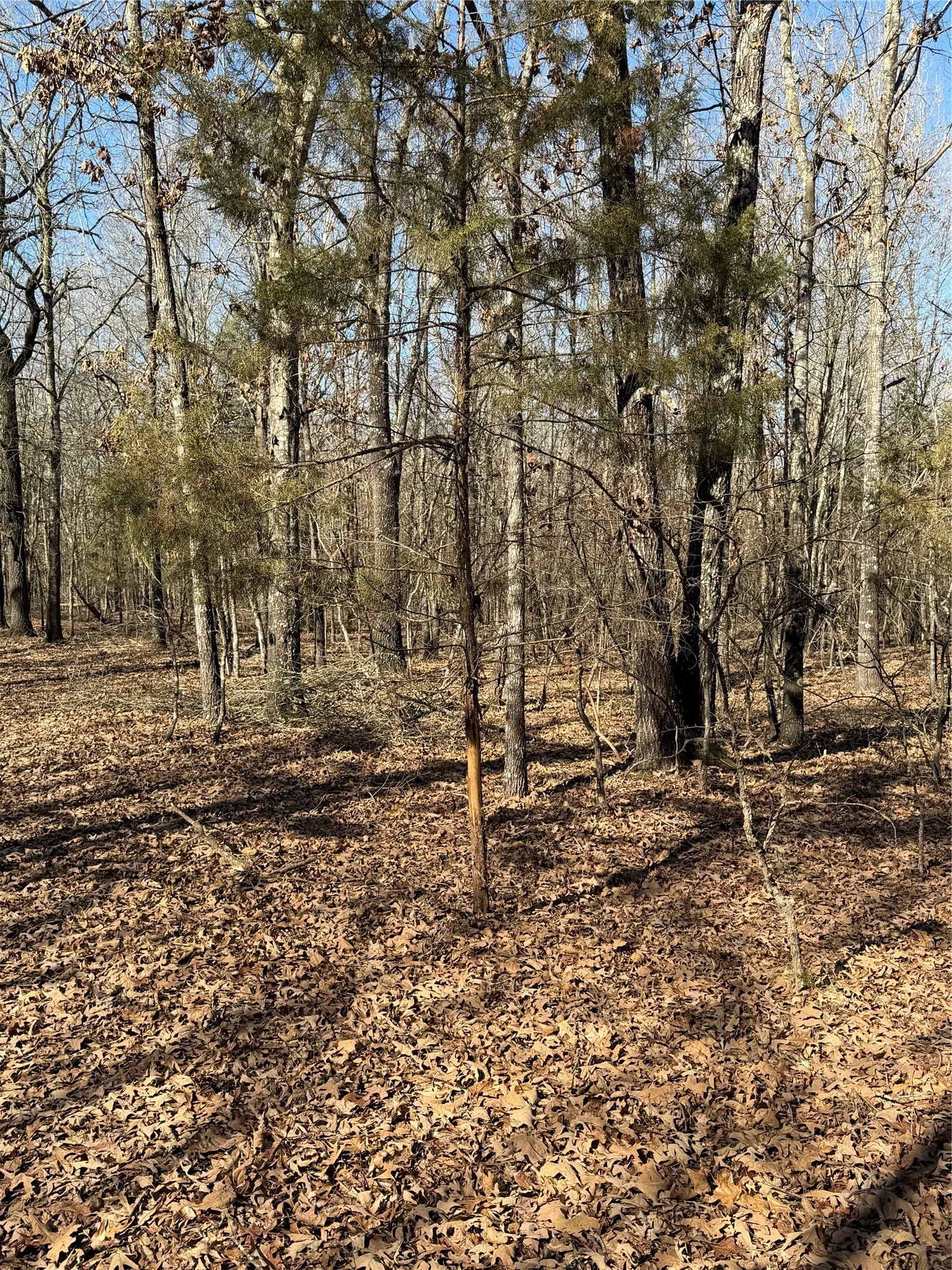 Improved Land For Sale in Lamar County , 3055 FM 194, Blossom, Texas 75416, 0, 0, Garage spaces, 0 Sqft, built in 0, mls#21371076, Real Estate Agent in Blossom, Homes For Sale in Lamar county, Homes For Sale in Blossom, Realtor in Blossom Texas, Real Estate Brokerage Independent Realty Texas, Luminita Cordes Realtor