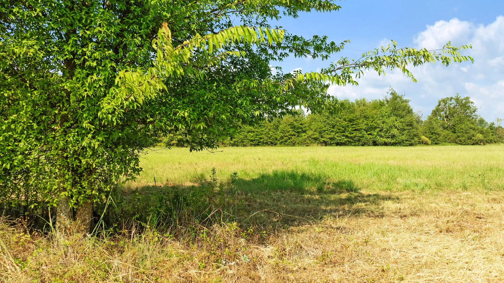 Improved Land For Sale in Red River (TX) County , TBD S HWY 37, Bogata, Texas 75417, 0, 0, Garage spaces, 0 Sqft, built in 0, mls#21370775, Real Estate Agent in Bogata, Homes For Sale in Red River (TX) county, Homes For Sale in Bogata, Realtor in Bogata Texas, Real Estate Brokerage Independent Realty Texas, Luminita Cordes Realtor