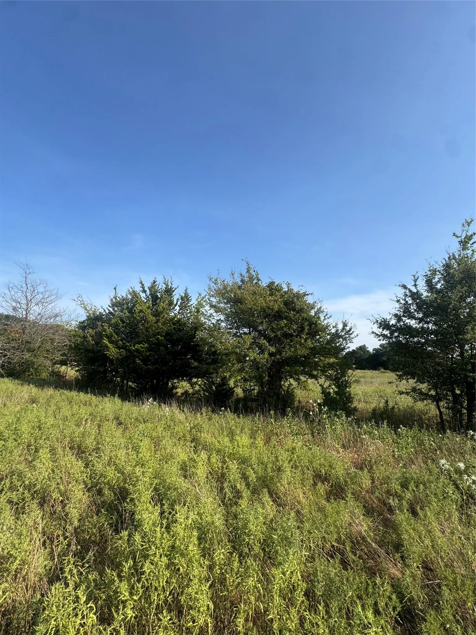 Unimproved Land For Sale in Delta County , 0000 CR 2185, Klondike, Texas 75448, 0, 0, Garage spaces, 0 Sqft, built in 0, mls#21367762, Real Estate Agent in Klondike, Homes For Sale in Delta county, Homes For Sale in Klondike, Realtor in Klondike Texas, Real Estate Brokerage Independent Realty Texas, Luminita Cordes Realtor