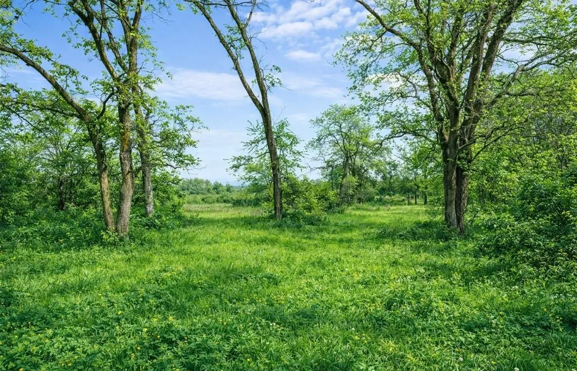Expansive natural land with mature deciduous trees and open green space