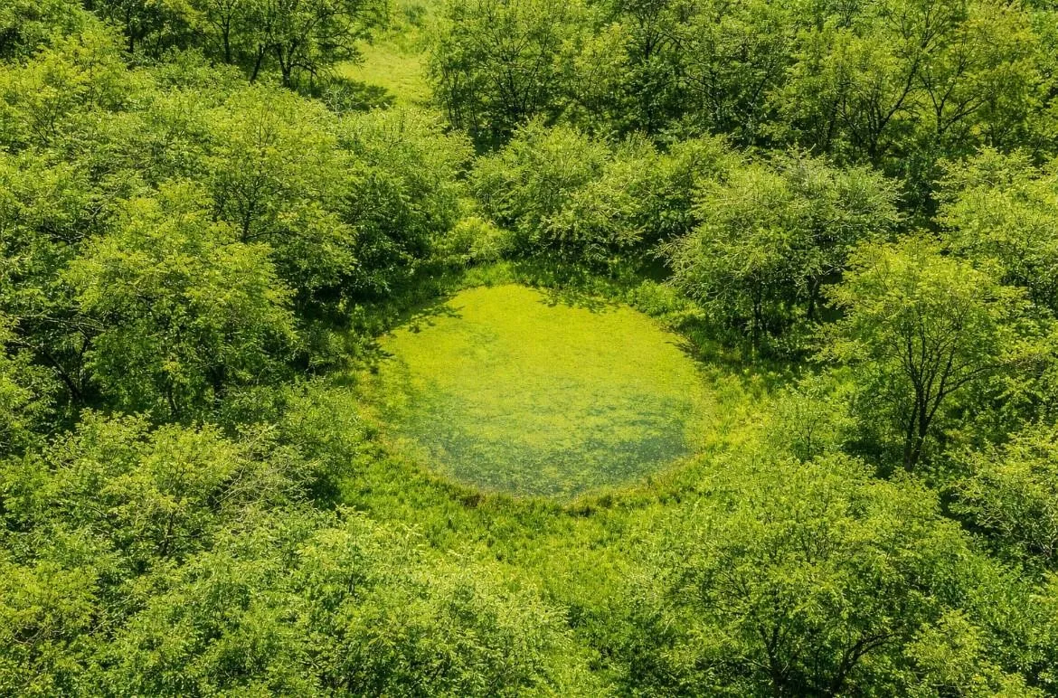 Lush green foliage surrounding a natural water feature
