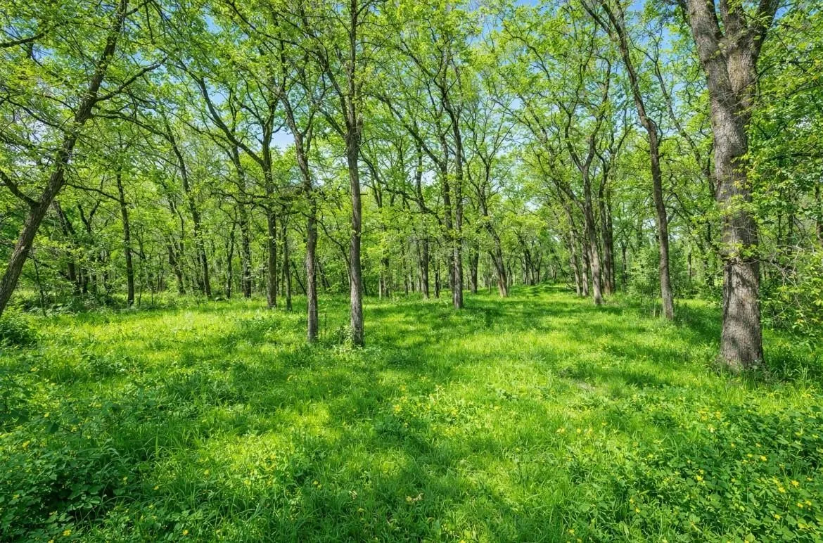 Wooded acreage with abundant mature trees and a lush green understory