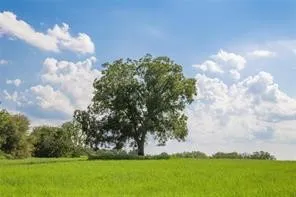 Unimproved Land For Sale in Comanche County , TBD County Road 452, De Leon, Texas 76444, 0, 0, Garage spaces, 0 Sqft, built in 0, mls#21371624, Real Estate Agent in De Leon, Homes For Sale in Comanche county, Homes For Sale in De Leon, Realtor in De Leon Texas, Real Estate Brokerage Independent Realty Texas, Luminita Cordes Realtor