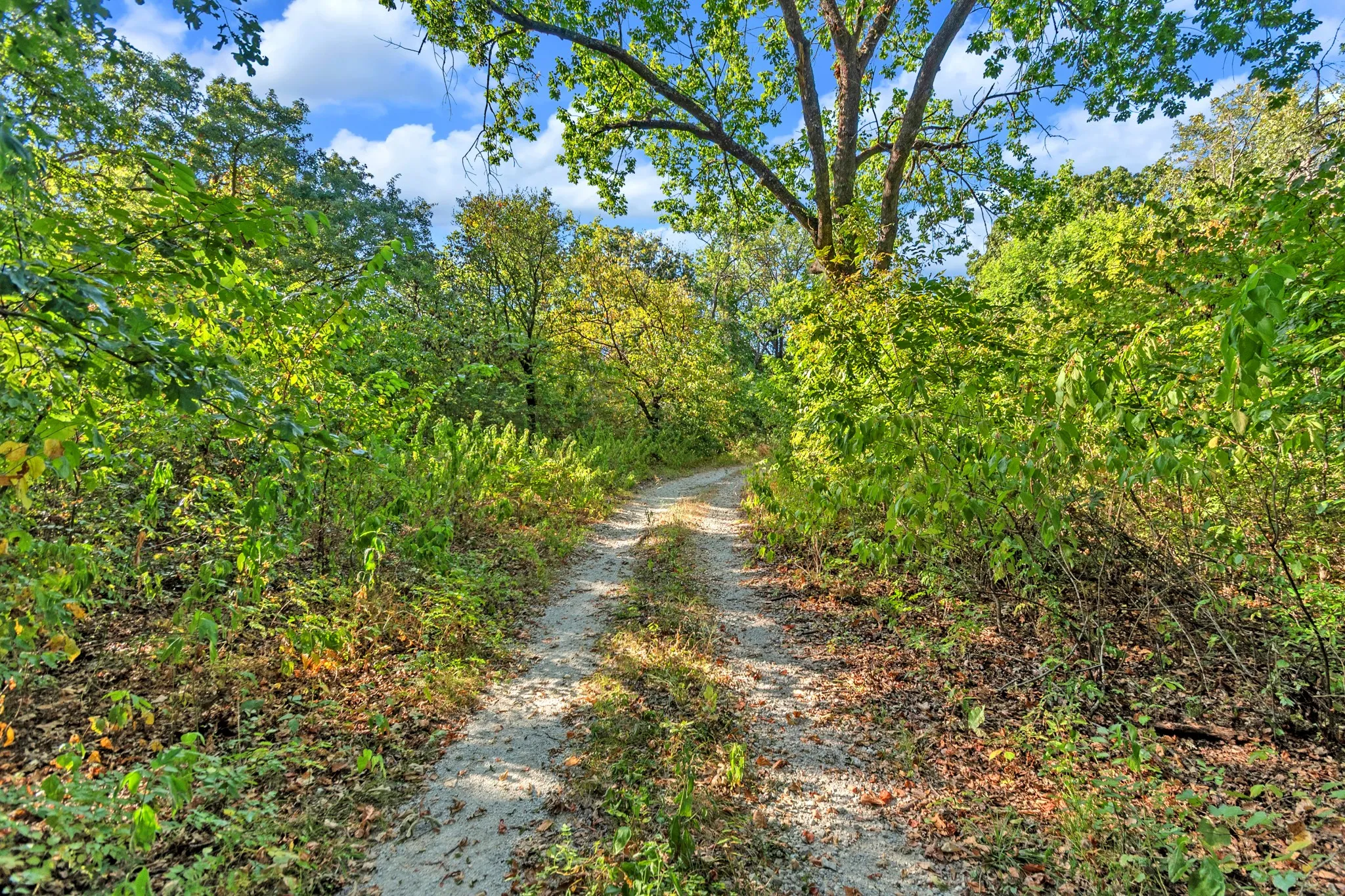 Unimproved Land For Sale in Fannin County , 2190 County Road 1215, Savoy, Texas 75479, 0, 0, Garage spaces, 0 Sqft, built in 0, mls#21371592, Real Estate Agent in Savoy, Homes For Sale in Fannin county, Homes For Sale in Savoy, Realtor in Savoy Texas, Real Estate Brokerage Independent Realty Texas, Luminita Cordes Realtor
