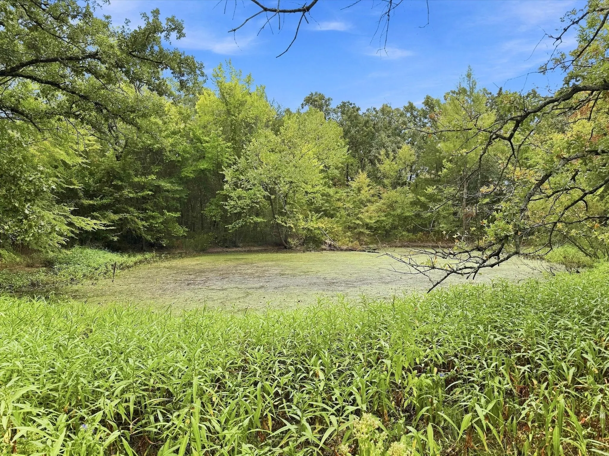 Pond