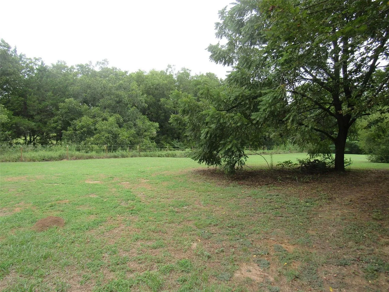 Expansive grassy area with mature trees and a dense tree line backdrop