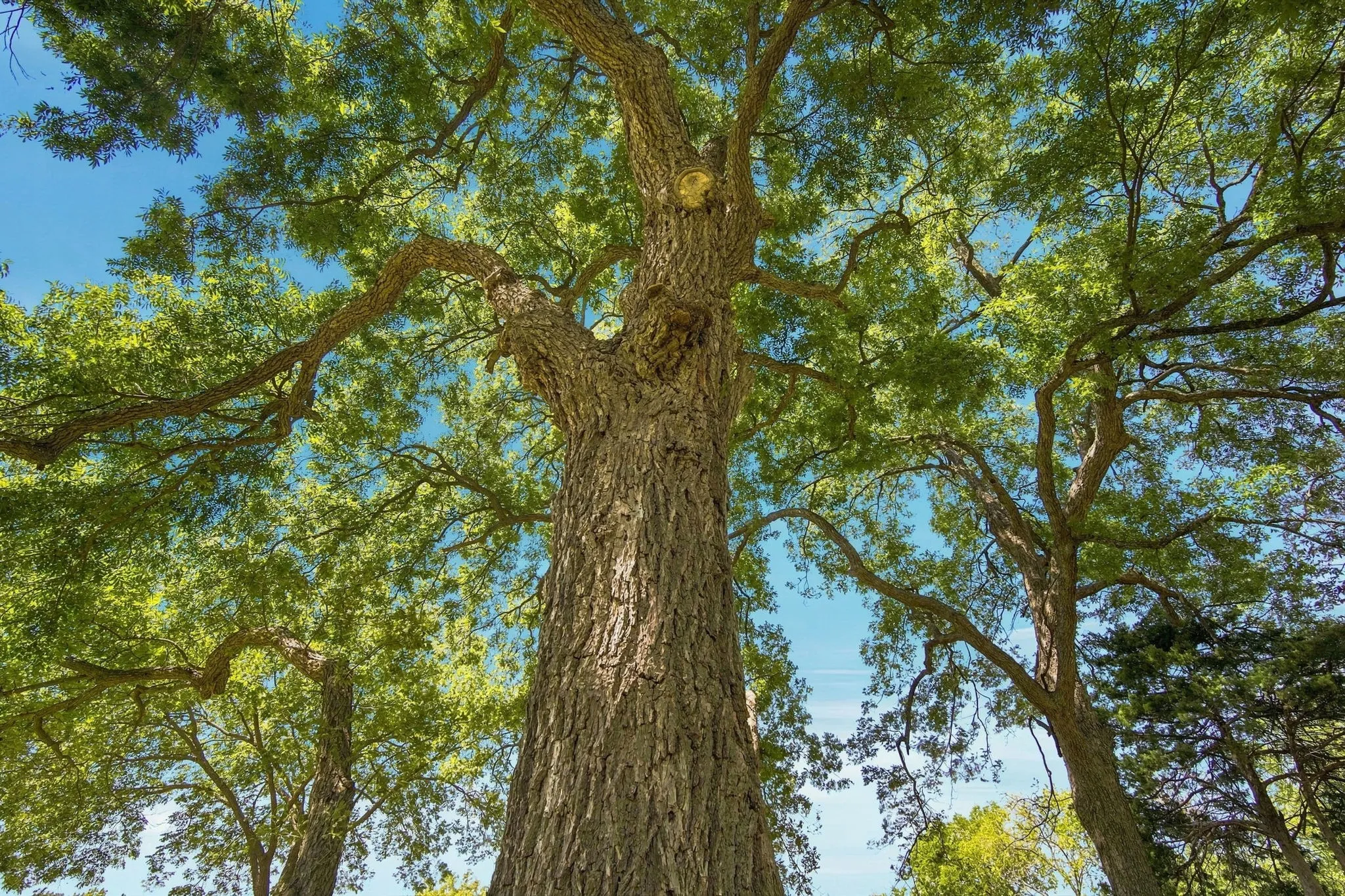 Massive Pecan Trees throughout