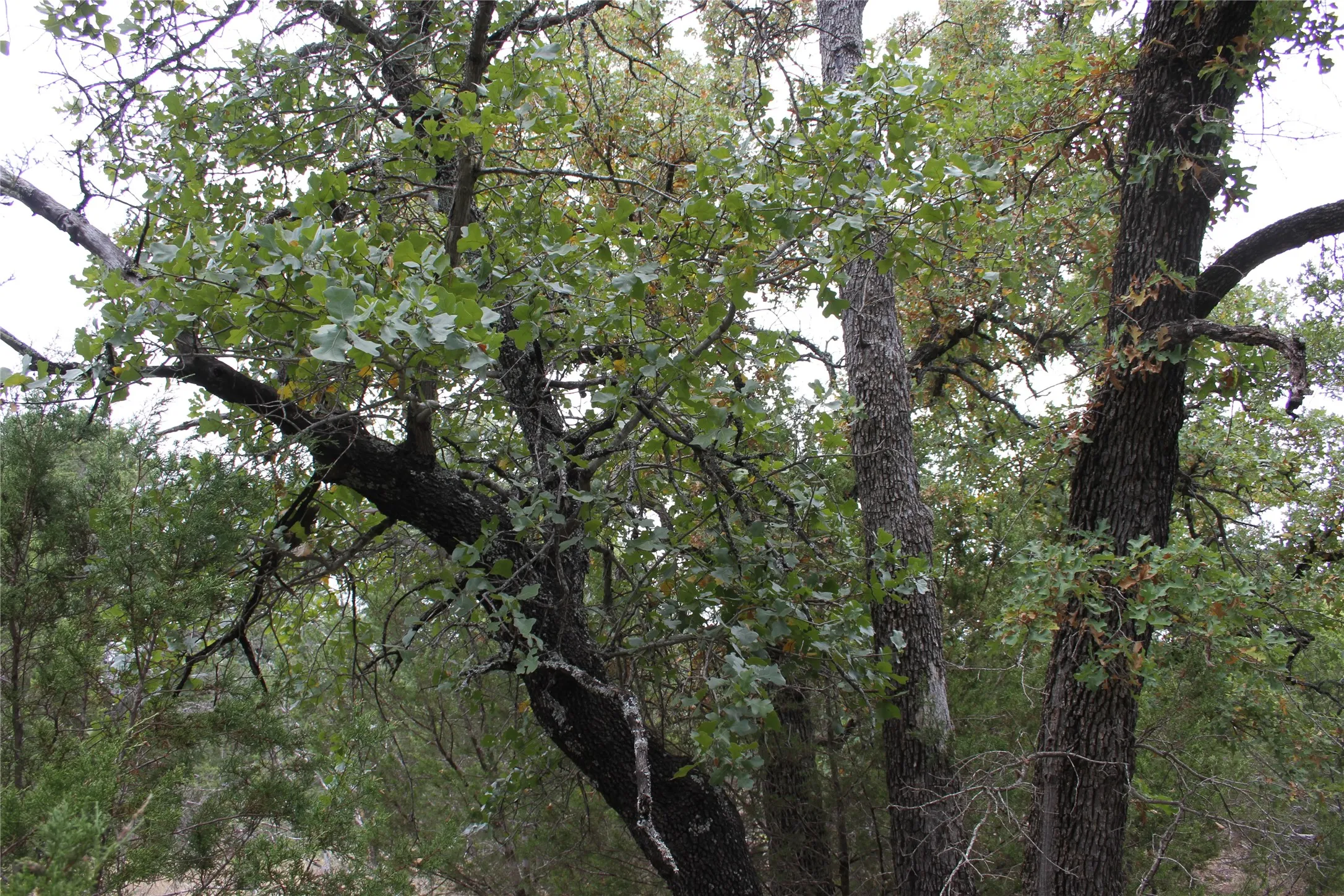 Improved Land For Sale in San Saba County , 9495 Turkey Trail, San Saba, Texas 76877, 0, 0, Garage spaces, 0 Sqft, built in 0, mls#21370876, Real Estate Agent in San Saba, Homes For Sale in San Saba county, Homes For Sale in San Saba, Realtor in San Saba Texas, Real Estate Brokerage Independent Realty Texas, Luminita Cordes Realtor