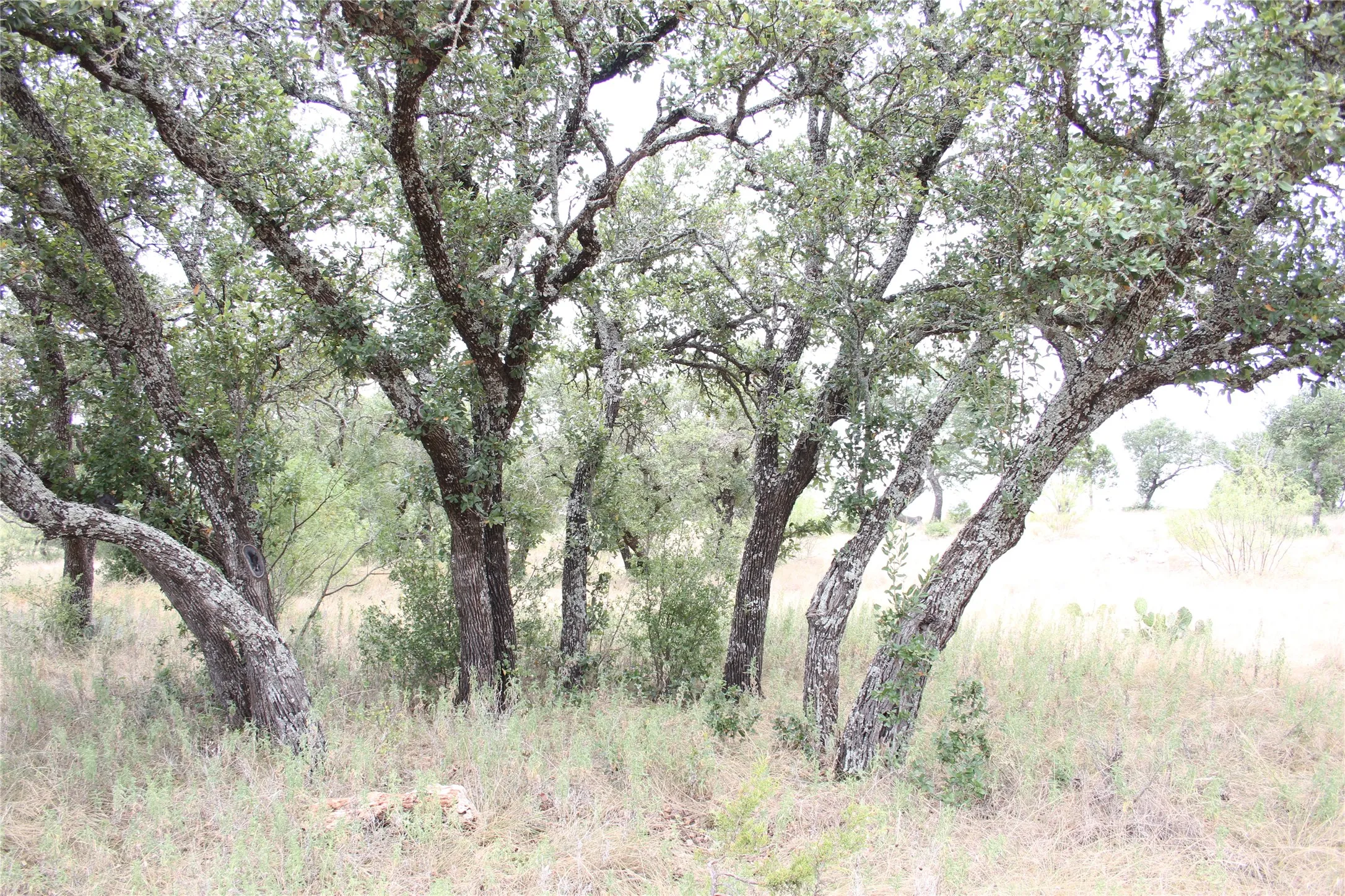 Improved Land For Sale in San Saba County , 9495 Turkey Trail, San Saba, Texas 76877, 0, 0, Garage spaces, 0 Sqft, built in 0, mls#21370876, Real Estate Agent in San Saba, Homes For Sale in San Saba county, Homes For Sale in San Saba, Realtor in San Saba Texas, Real Estate Brokerage Independent Realty Texas, Luminita Cordes Realtor