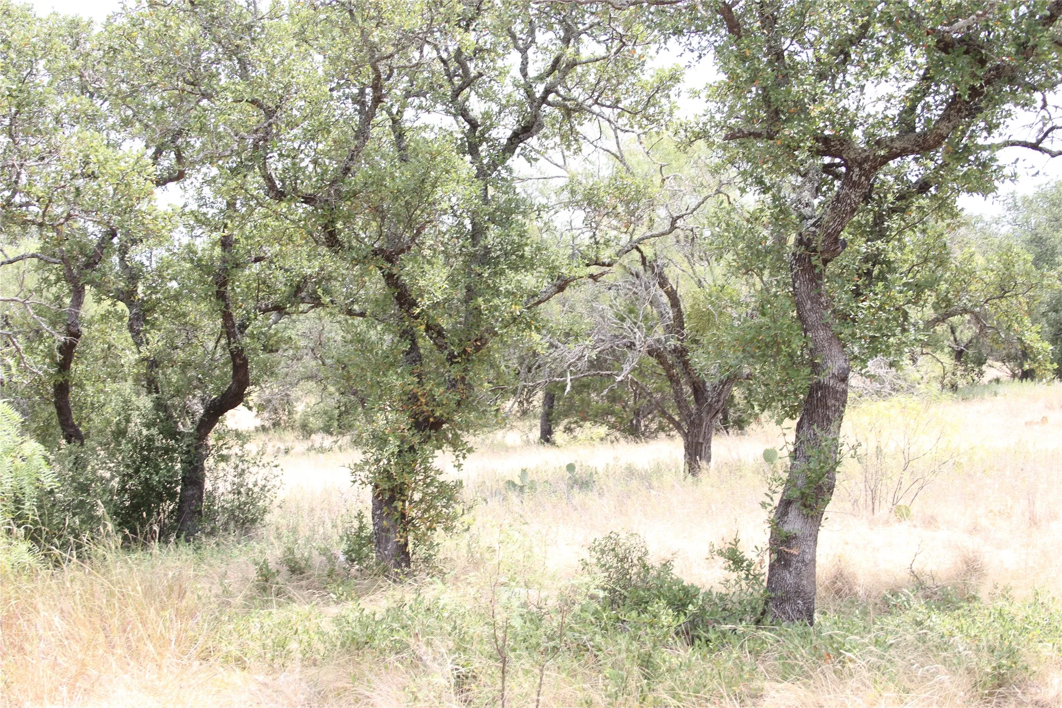 Improved Land For Sale in San Saba County , 9495 Turkey Trail, San Saba, Texas 76877, 0, 0, Garage spaces, 0 Sqft, built in 0, mls#21370876, Real Estate Agent in San Saba, Homes For Sale in San Saba county, Homes For Sale in San Saba, Realtor in San Saba Texas, Real Estate Brokerage Independent Realty Texas, Luminita Cordes Realtor