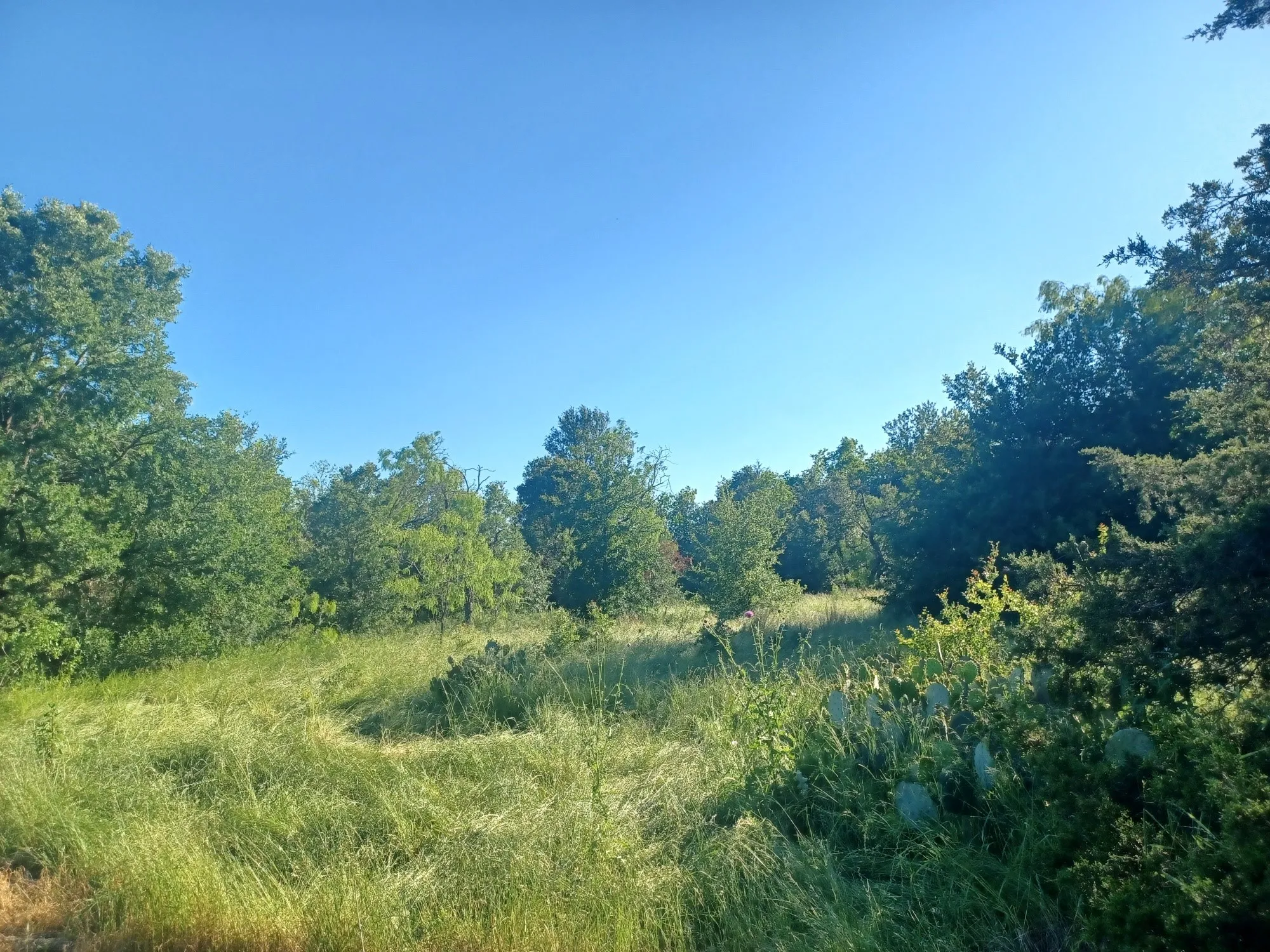 Unimproved Land For Sale in Limestone County , BLOCK 004 W Hwy 84 Highway, Mexia, Texas 76667, 0, 0, Garage spaces, 0 Sqft, built in 0, mls#21368050, Real Estate Agent in Mexia, Homes For Sale in Limestone county, Homes For Sale in Mexia, Realtor in Mexia Texas, Real Estate Brokerage Independent Realty Texas, Luminita Cordes Realtor