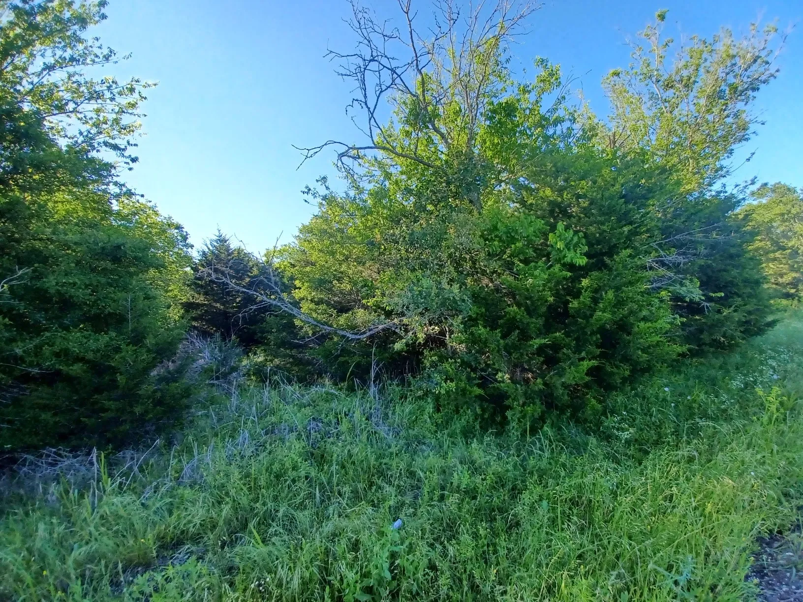 Unimproved Land For Sale in Limestone County , BLOCK 004 W Hwy 84 Highway, Mexia, Texas 76667, 0, 0, Garage spaces, 0 Sqft, built in 0, mls#21368050, Real Estate Agent in Mexia, Homes For Sale in Limestone county, Homes For Sale in Mexia, Realtor in Mexia Texas, Real Estate Brokerage Independent Realty Texas, Luminita Cordes Realtor