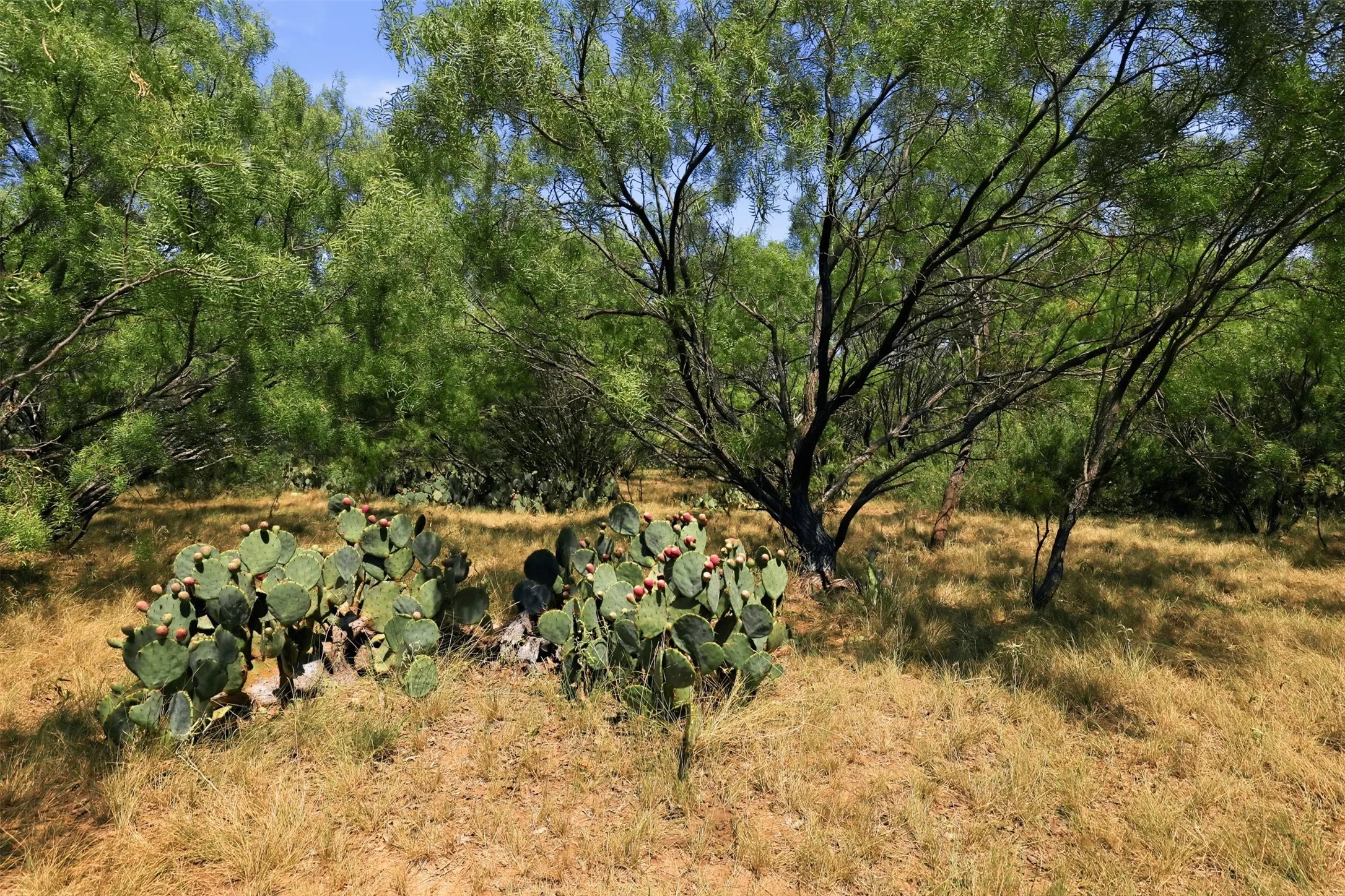 Ranch For Sale in Callahan County , 0 County Road 162, Cisco, Texas 76437, 0, 0, Garage spaces, 0 Sqft, built in 0, mls#21371030, Real Estate Agent in Cisco, Homes For Sale in Callahan county, Homes For Sale in Cisco, Realtor in Cisco Texas, Real Estate Brokerage Independent Realty Texas, Luminita Cordes Realtor