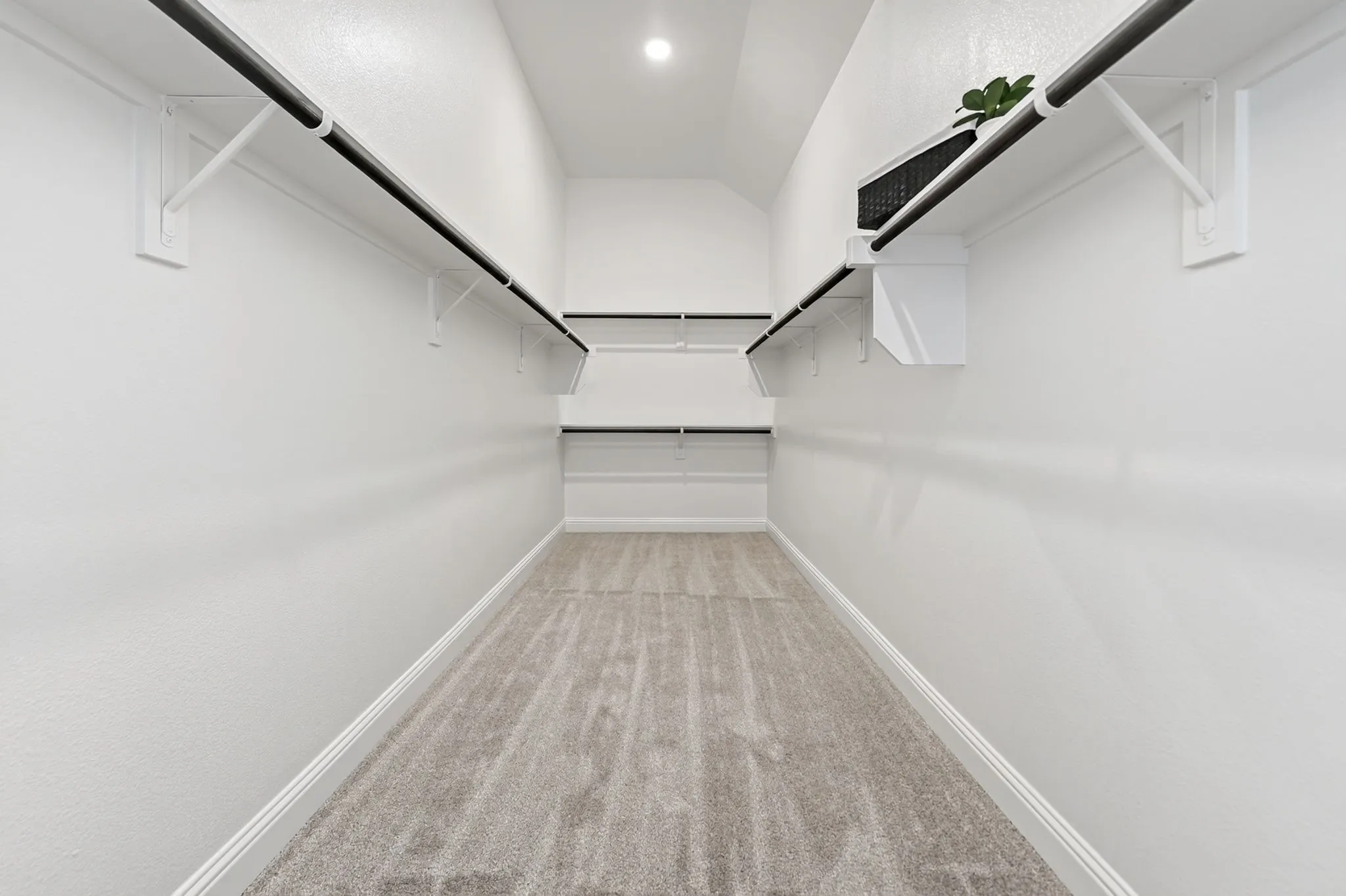 Walk-in closet featuring installed shelving, clothing rods, and carpeting