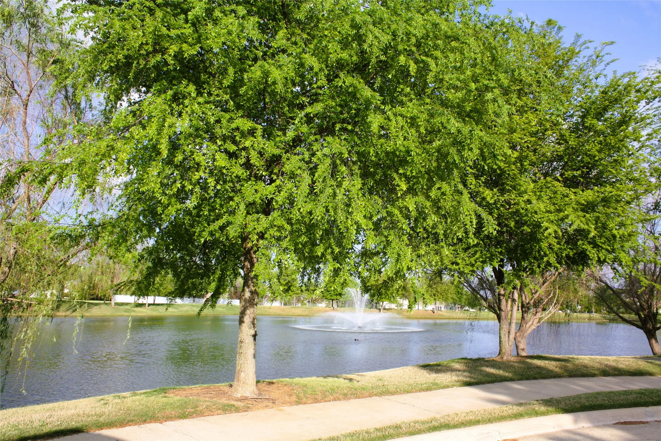Single Family Residence For Rent in Denton County , 1713 Liberty Drive, Providence Village, Texas 76227, 5 Bedroom, 3 Bathroom, 3 Garage spaces, 2,899 Sqft, built in 2006, mls#21372144, Real Estate Agent in Providence Village, Homes For Rent in Denton county, Homes For Rent in Providence Village, Realtor in Providence Village Texas, Real Estate Brokerage Independent Realty Texas, Luminita Cordes Realtor