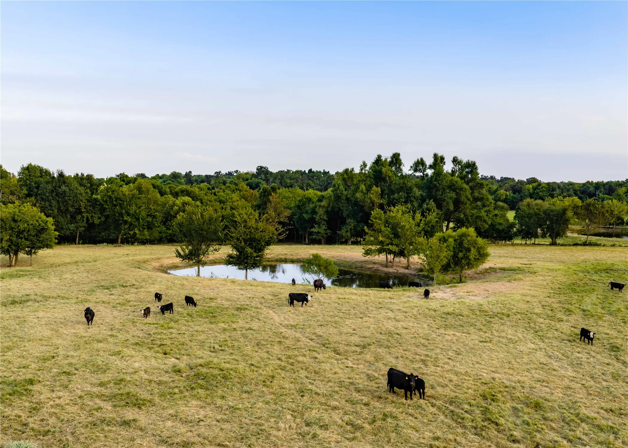 Unimproved Land For Sale in Hopkins County , 610 County Road 2300, Sulphur Springs, Texas 75482, 0, 0, Garage spaces, 0 Sqft, built in 0, mls#21371617, Real Estate Agent in Sulphur Springs, Homes For Sale in Hopkins county, Homes For Sale in Sulphur Springs, Realtor in Sulphur Springs Texas, Real Estate Brokerage Independent Realty Texas, Luminita Cordes Realtor