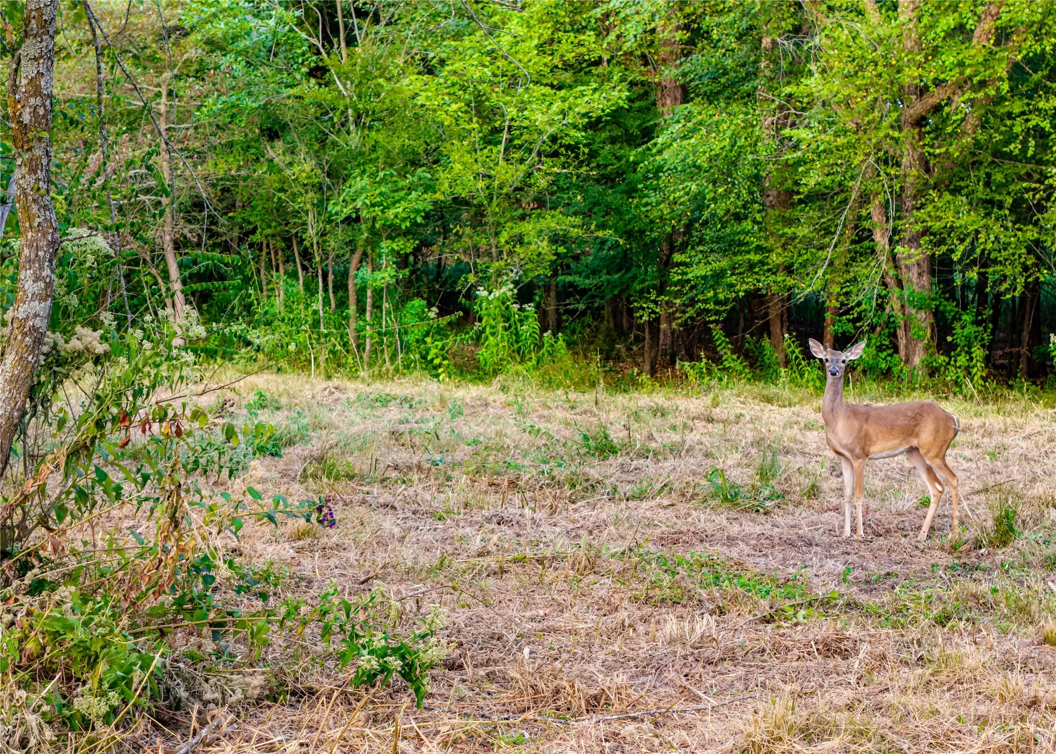 Unimproved Land For Sale in Hopkins County , 610 County Road 2300, Sulphur Springs, Texas 75482, 0, 0, Garage spaces, 0 Sqft, built in 0, mls#21371617, Real Estate Agent in Sulphur Springs, Homes For Sale in Hopkins county, Homes For Sale in Sulphur Springs, Realtor in Sulphur Springs Texas, Real Estate Brokerage Independent Realty Texas, Luminita Cordes Realtor