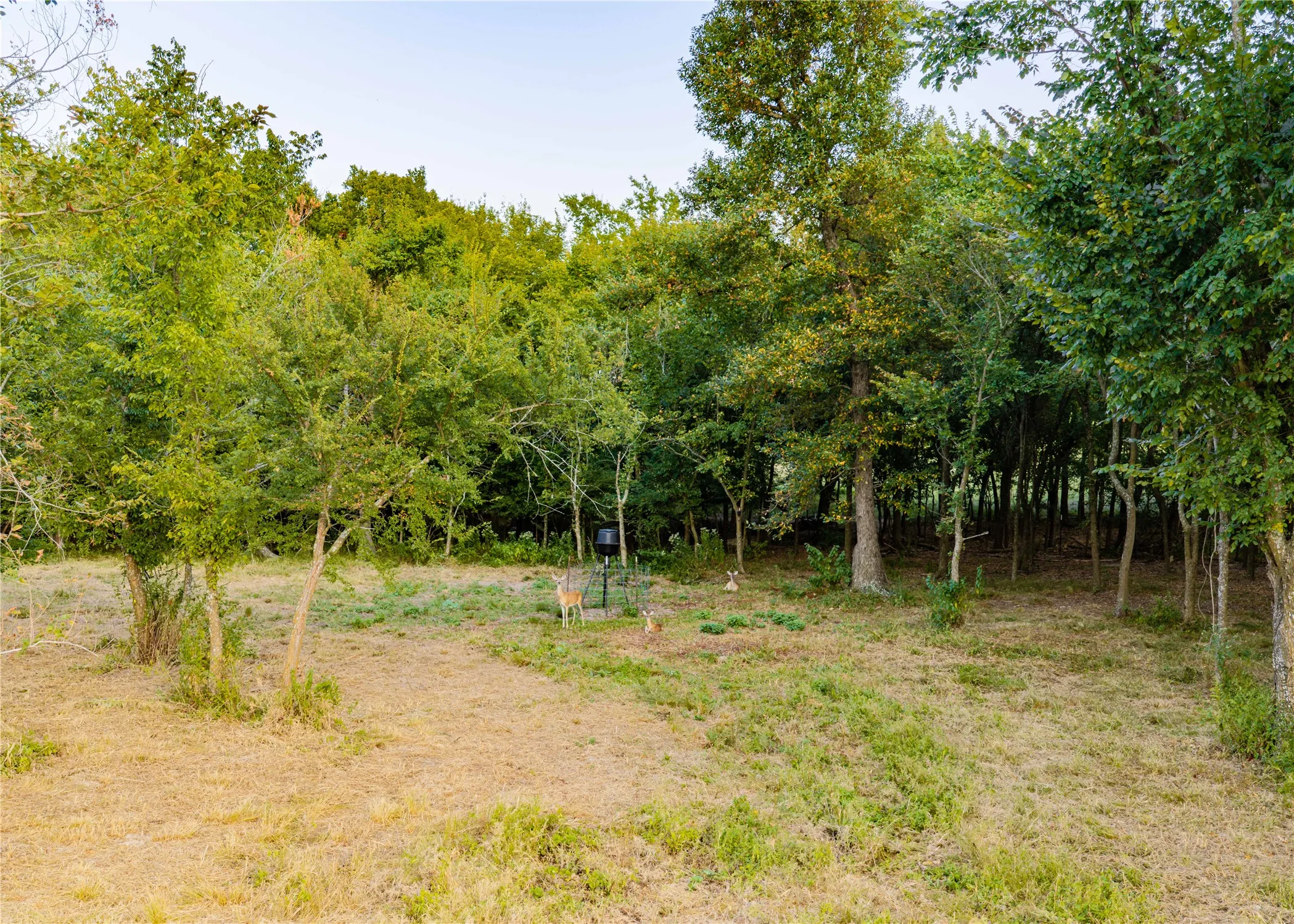 Unimproved Land For Sale in Hopkins County , 610 County Road 2300, Sulphur Springs, Texas 75482, 0, 0, Garage spaces, 0 Sqft, built in 0, mls#21371617, Real Estate Agent in Sulphur Springs, Homes For Sale in Hopkins county, Homes For Sale in Sulphur Springs, Realtor in Sulphur Springs Texas, Real Estate Brokerage Independent Realty Texas, Luminita Cordes Realtor