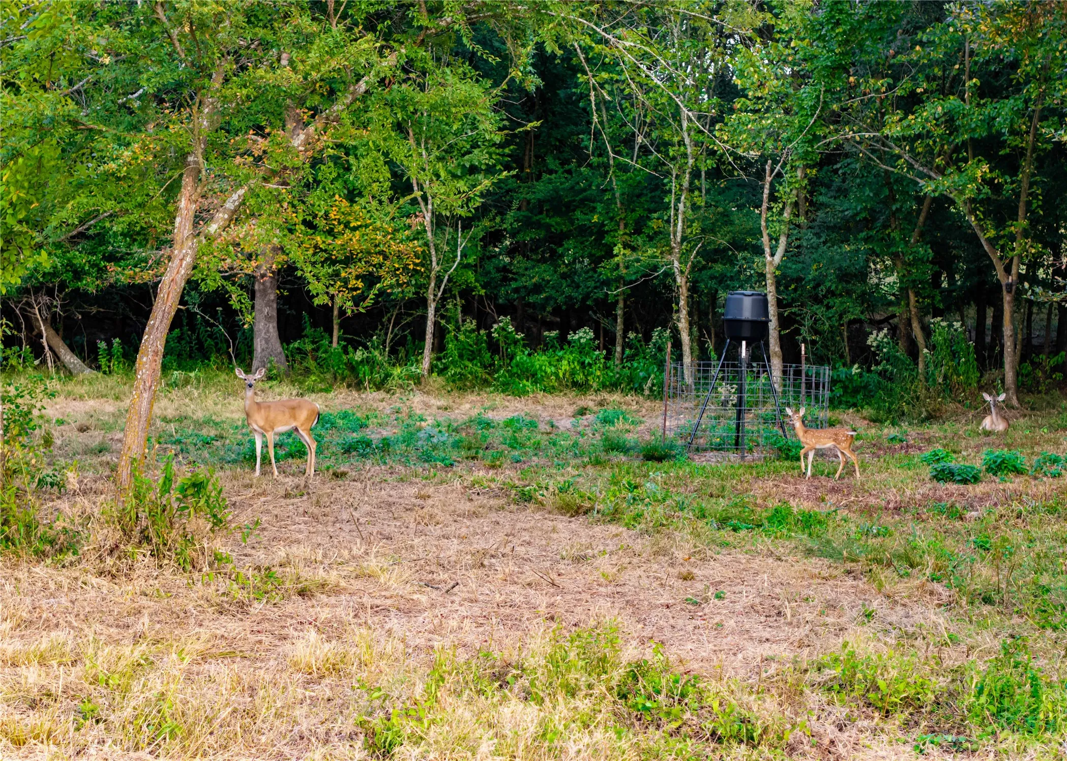 Unimproved Land For Sale in Hopkins County , 610 County Road 2300, Sulphur Springs, Texas 75482, 0, 0, Garage spaces, 0 Sqft, built in 0, mls#21371617, Real Estate Agent in Sulphur Springs, Homes For Sale in Hopkins county, Homes For Sale in Sulphur Springs, Realtor in Sulphur Springs Texas, Real Estate Brokerage Independent Realty Texas, Luminita Cordes Realtor